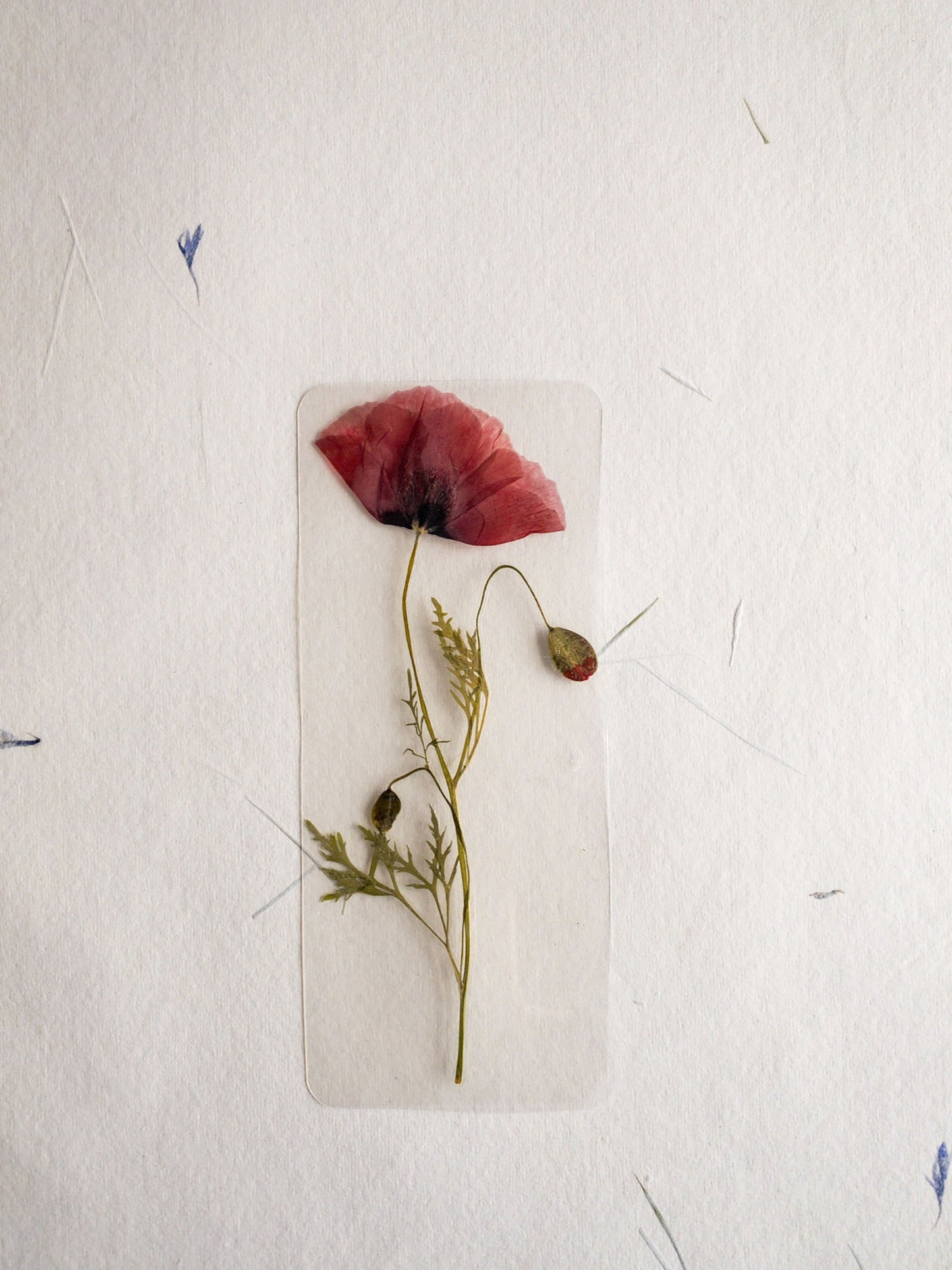 Pressed Flower bookmark TRANSPARENT , dried flower , gift, fleur, fleur séchée, marque page