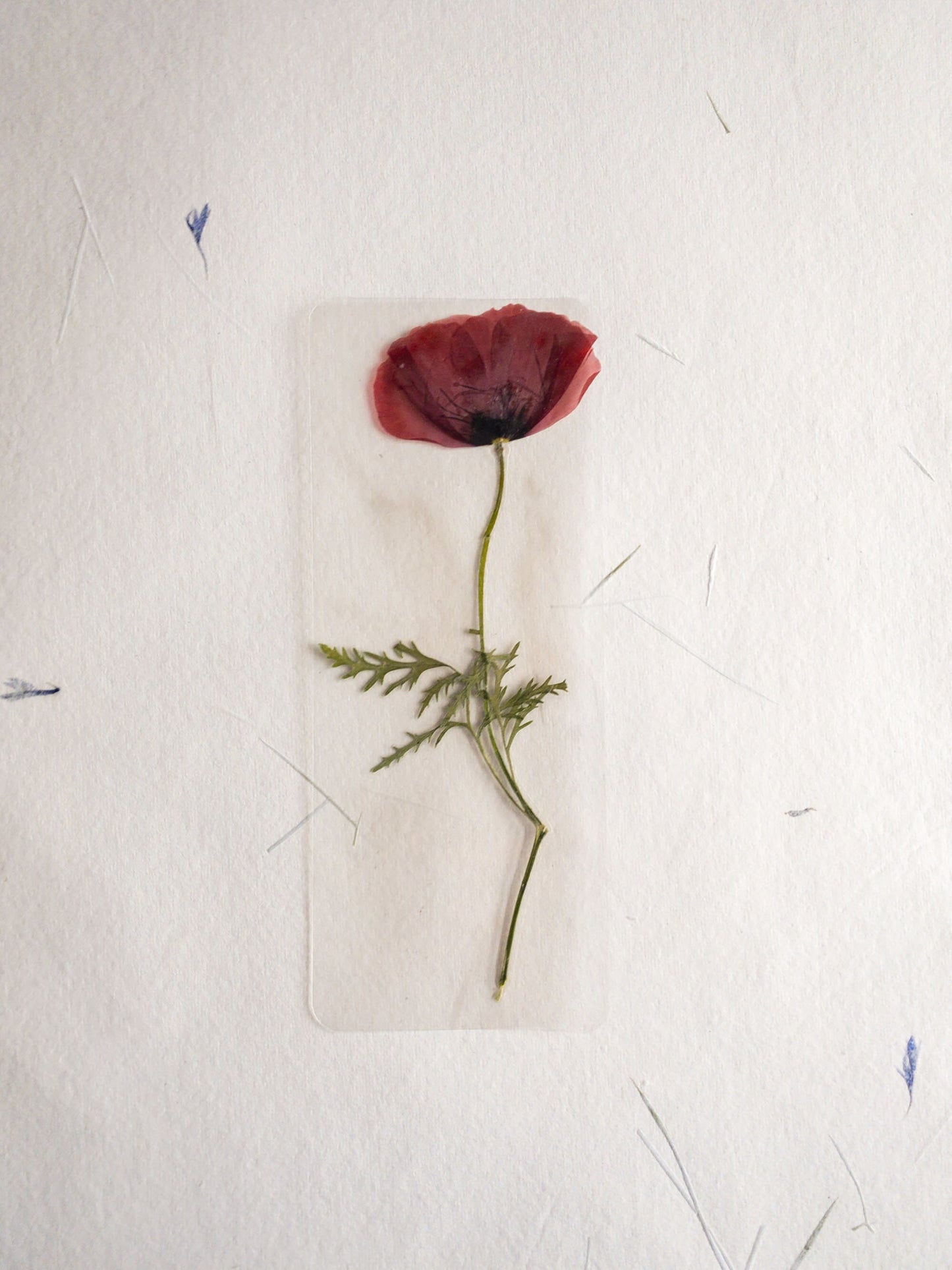 Pressed Flower bookmark TRANSPARENT , dried flower , gift, fleur, fleur séchée, marque page