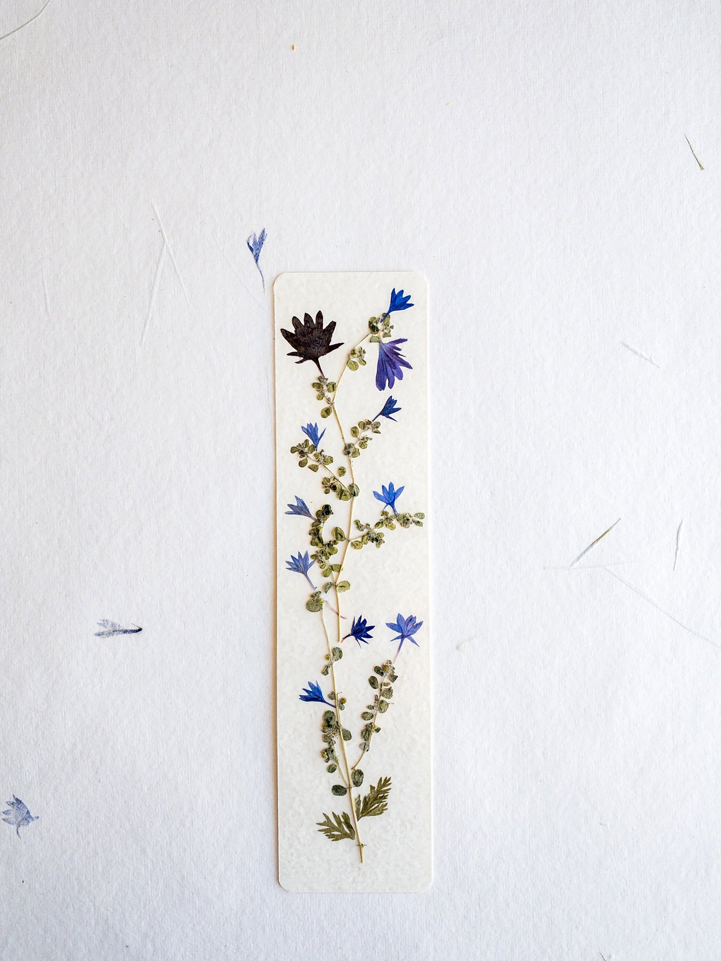 Pressed flower bookmark on handmade cotton paper, cornflower , handmade bookmark, gift, dried flower, fleur séchée , marque page Le Bleuet