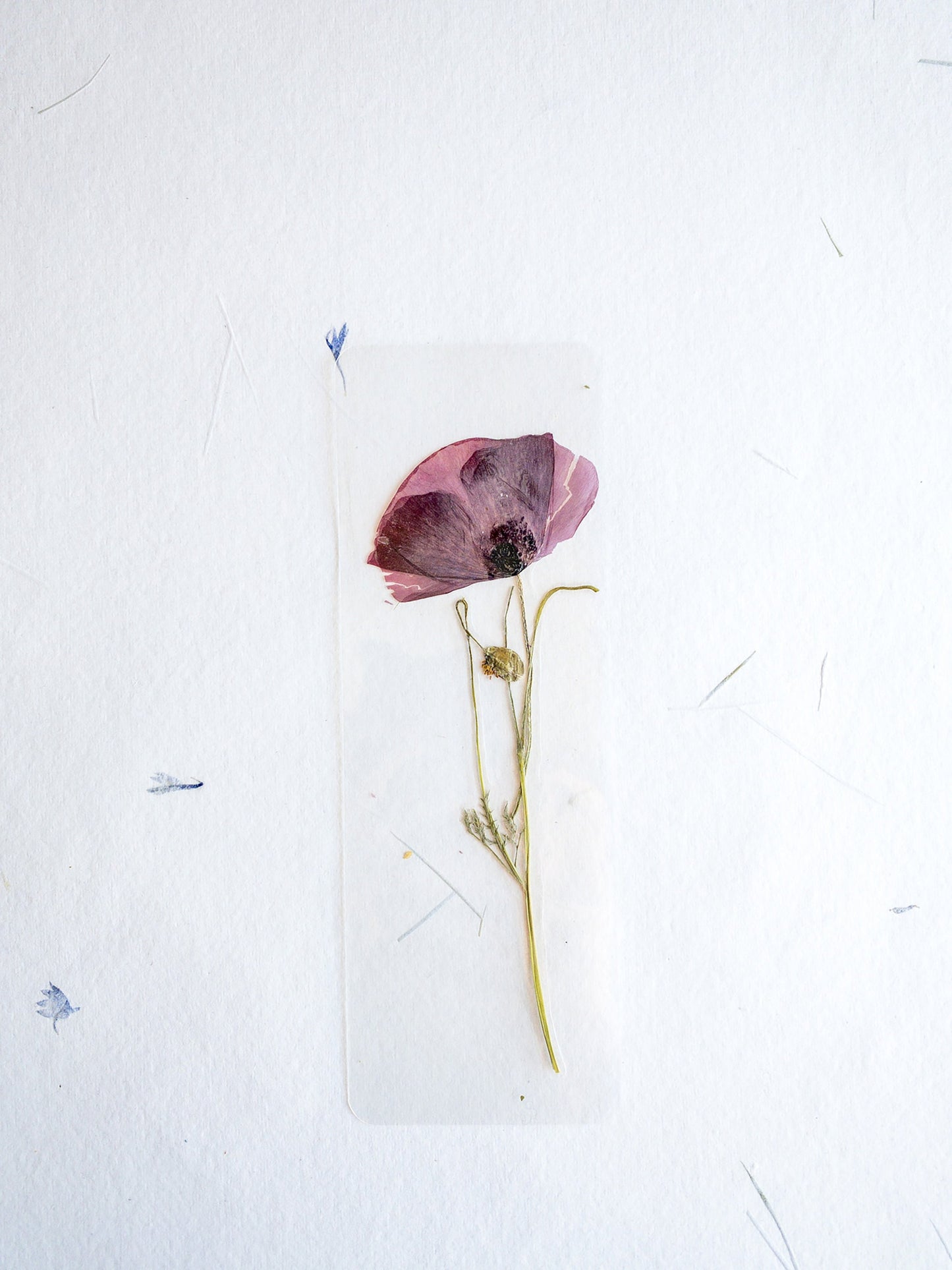 Pressed Flower bookmark TRANSPARENT , dried flower , gift, fleur, fleur séchée, marque page