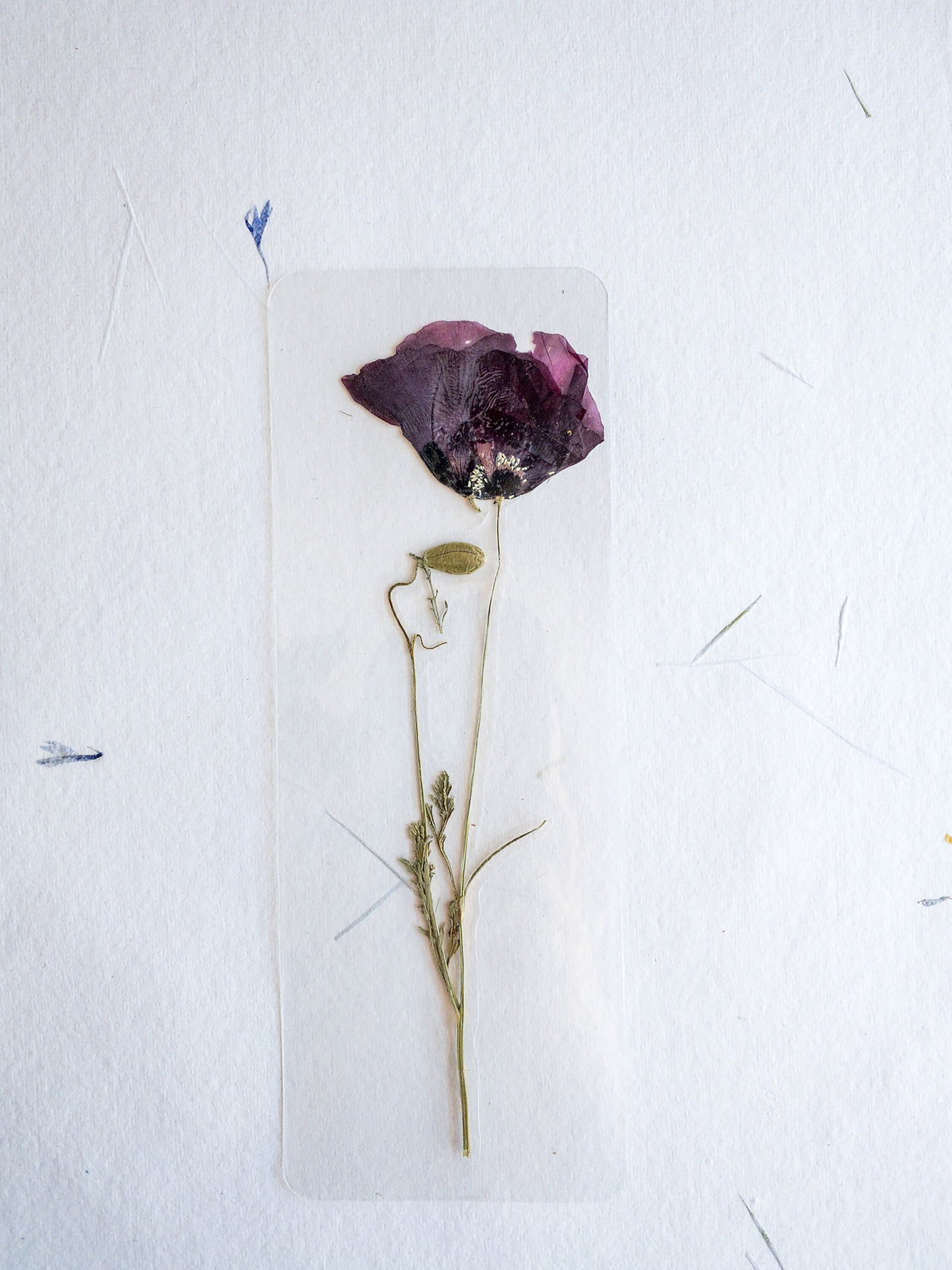 Pressed Flower bookmark TRANSPARENT , dried flower , gift, fleur, fleur séchée, marque page