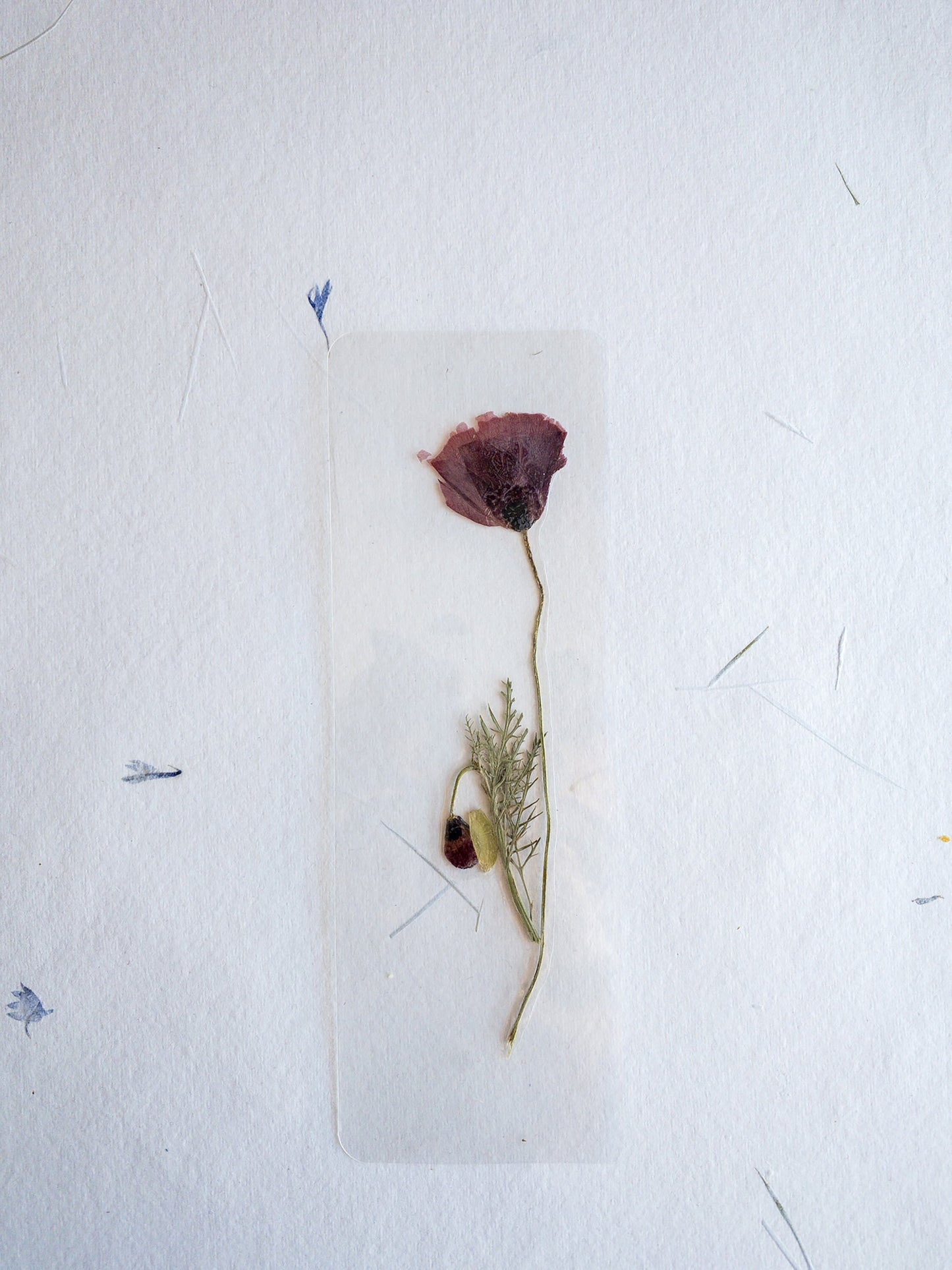 Pressed Flower bookmark TRANSPARENT , dried flower , gift, fleur, fleur séchée, marque page