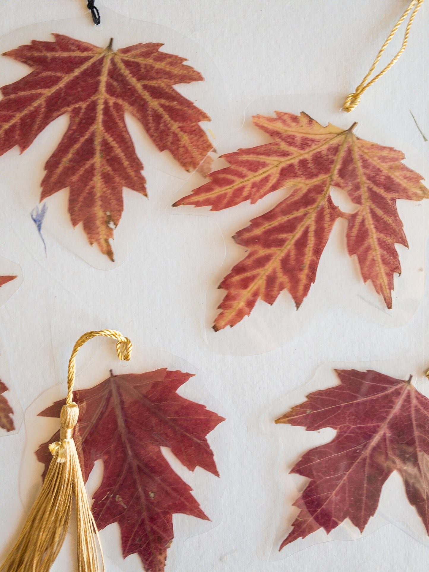 Pressed flower bookmark maple leaf with Tassel , transparent bookmark, handmade bookmark, gift, dried flower, fleur séchée , marque page