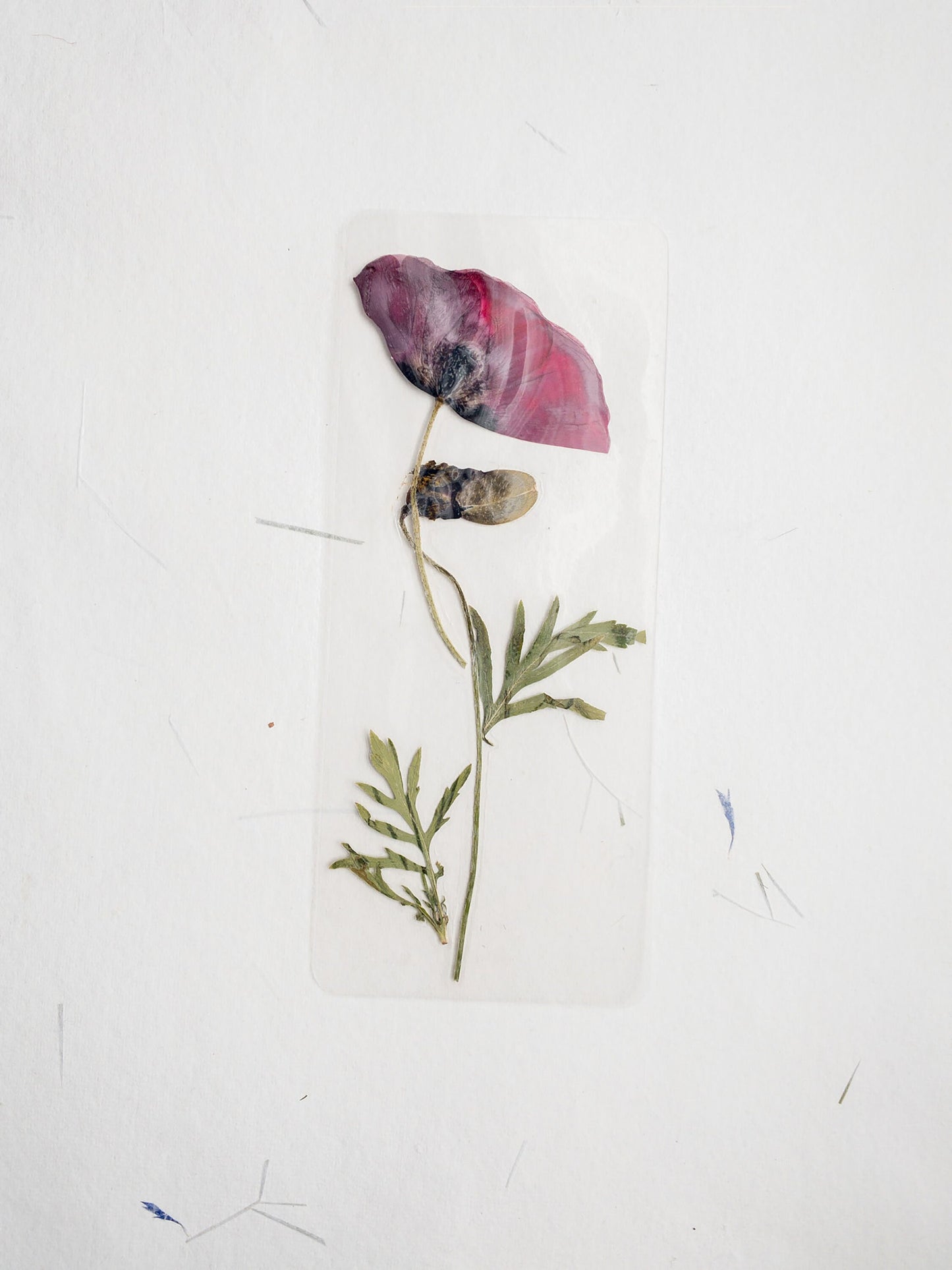 Pressed Flower bookmark TRANSPARENT , dried flower , gift, fleur, fleur séchée, marque page