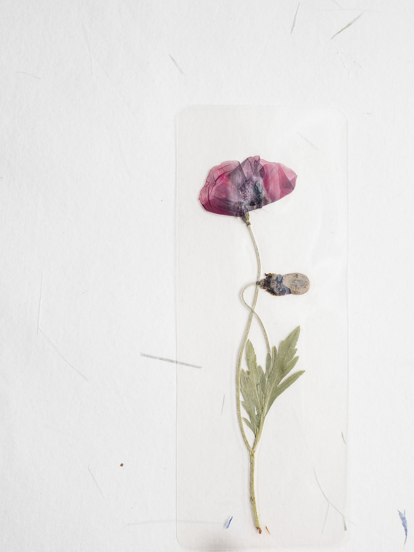 Pressed Flower bookmark TRANSPARENT , dried flower , gift, fleur, fleur séchée, marque page