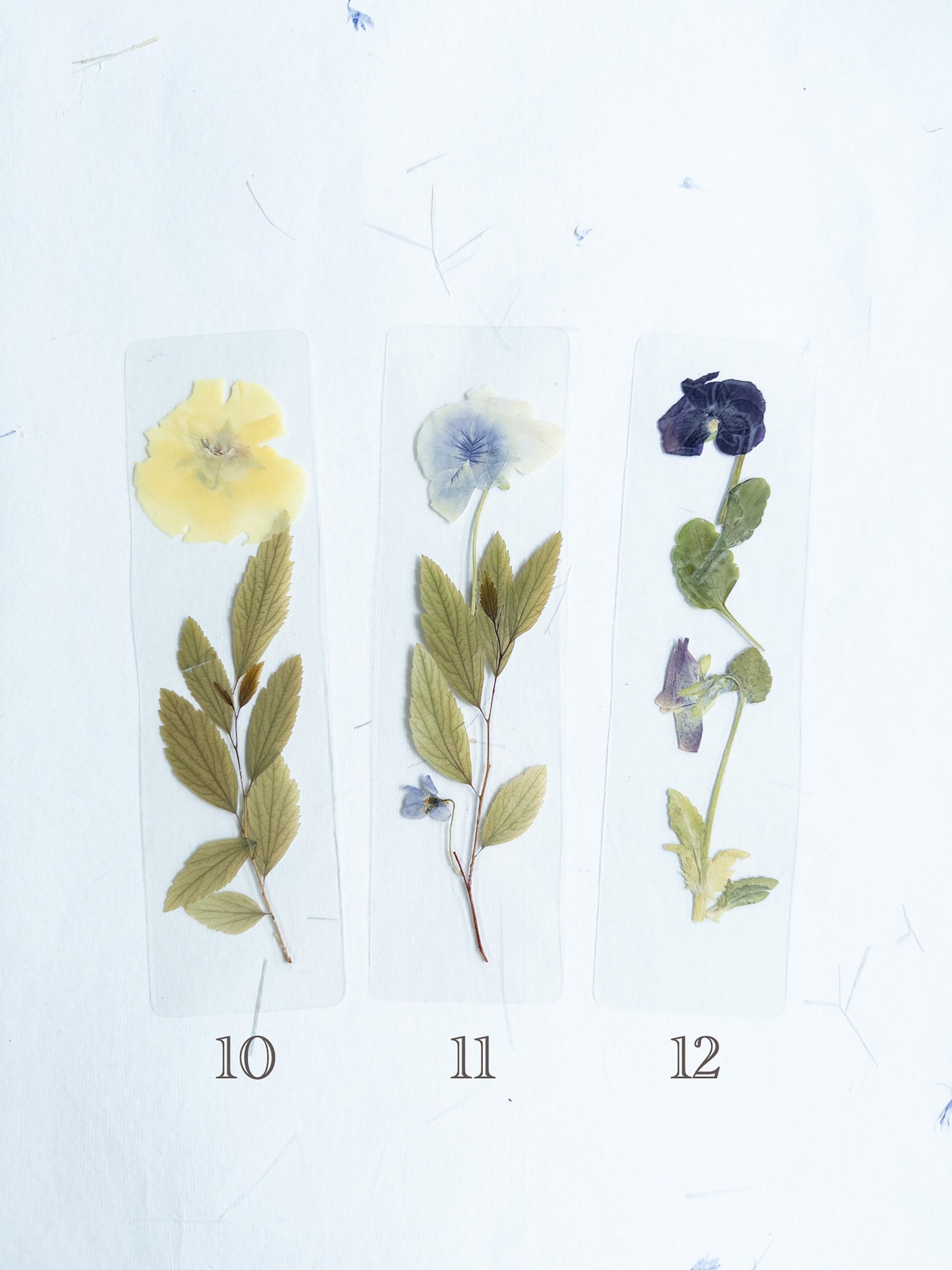 Pansy flower bookmark Pressed flower bookmark Transparent, violet bookmark handmade bookmark, gift, dried flower, fleur séchée , marque page