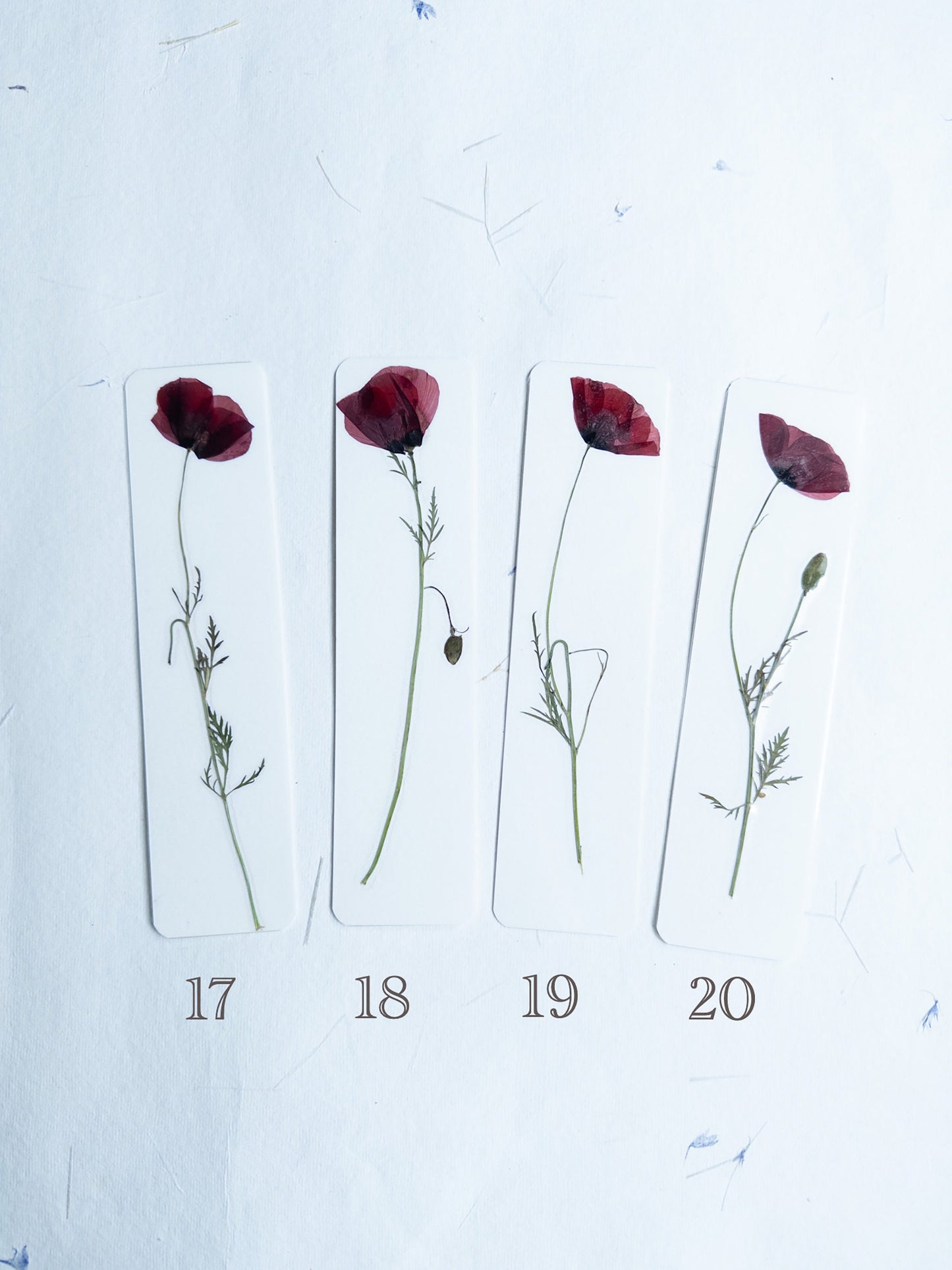Pressed Flower bookmark corn poppy , dried flower , gift, fleur, fleur séchée, marque page coquelicots