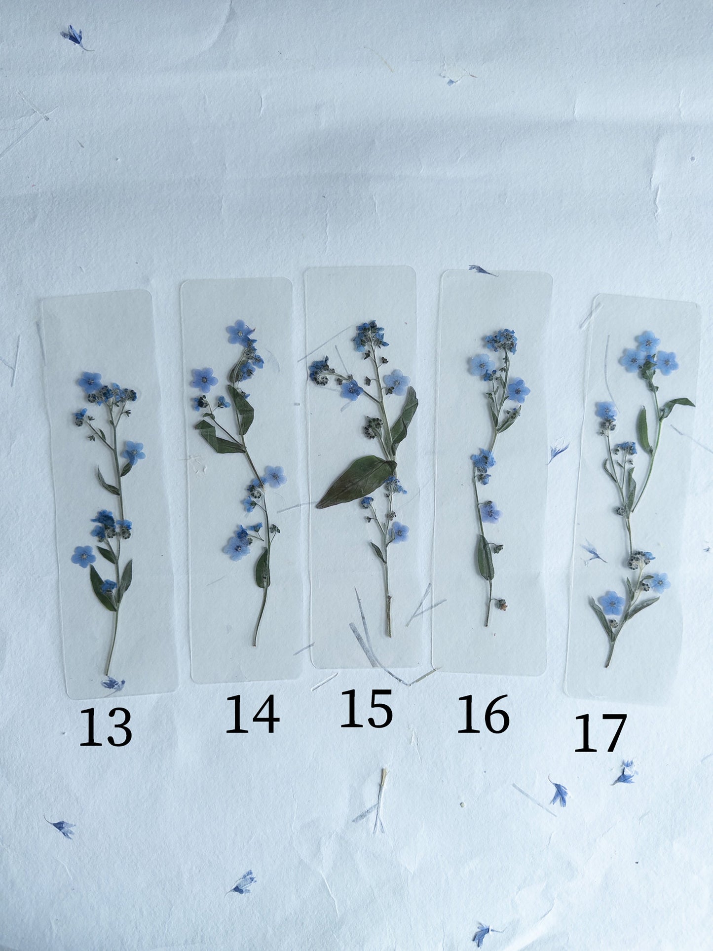 Transparent Pressed flower bookmark on cotton paper,Myosotis, forget-me not, mixed flowers, flower, fleur séchée , marque page,