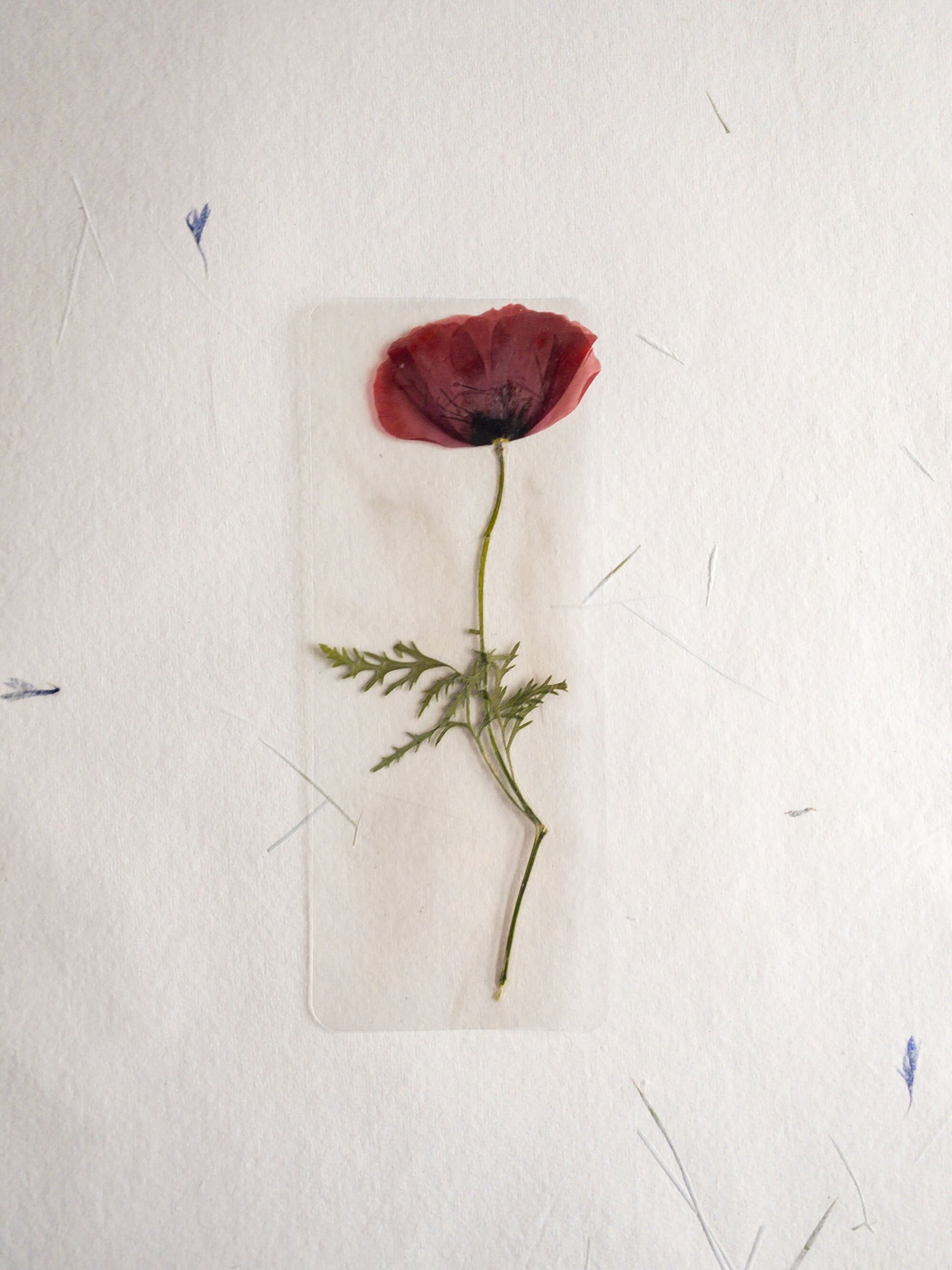 Pressed Flower bookmark TRANSPARENT , dried flower , gift, fleur, fleur séchée, marque page