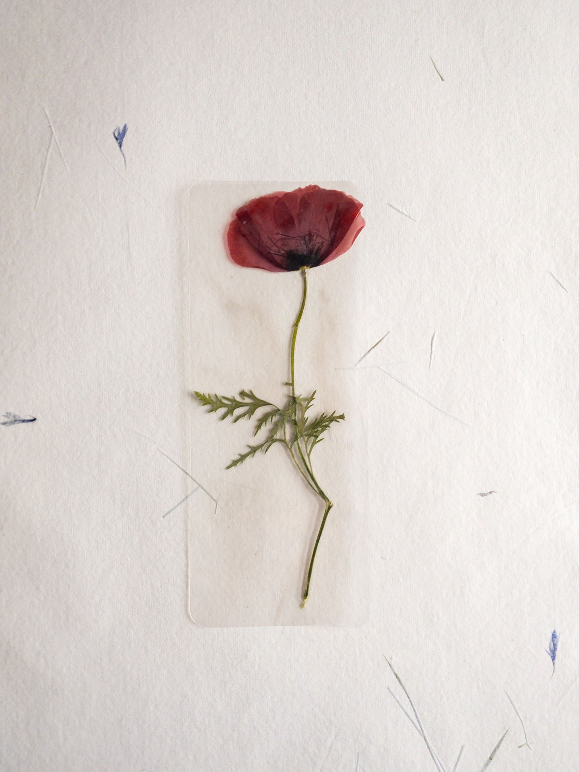 Pressed Flower bookmark TRANSPARENT , dried flower , gift, fleur, fleur séchée, marque page