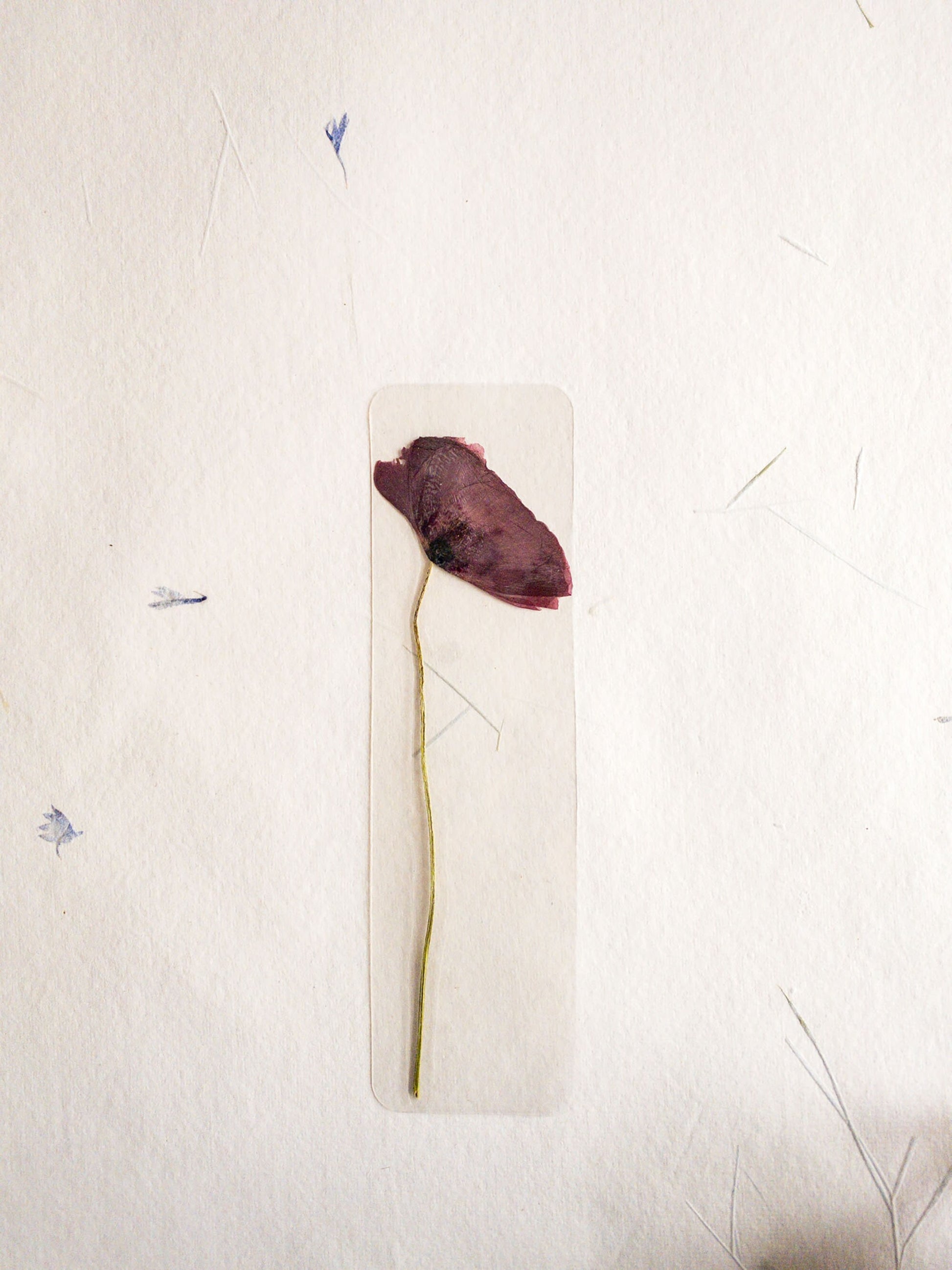 Pressed Flower bookmark TRANSPARENT , dried flower , gift, fleur, fleur séchée, marque page