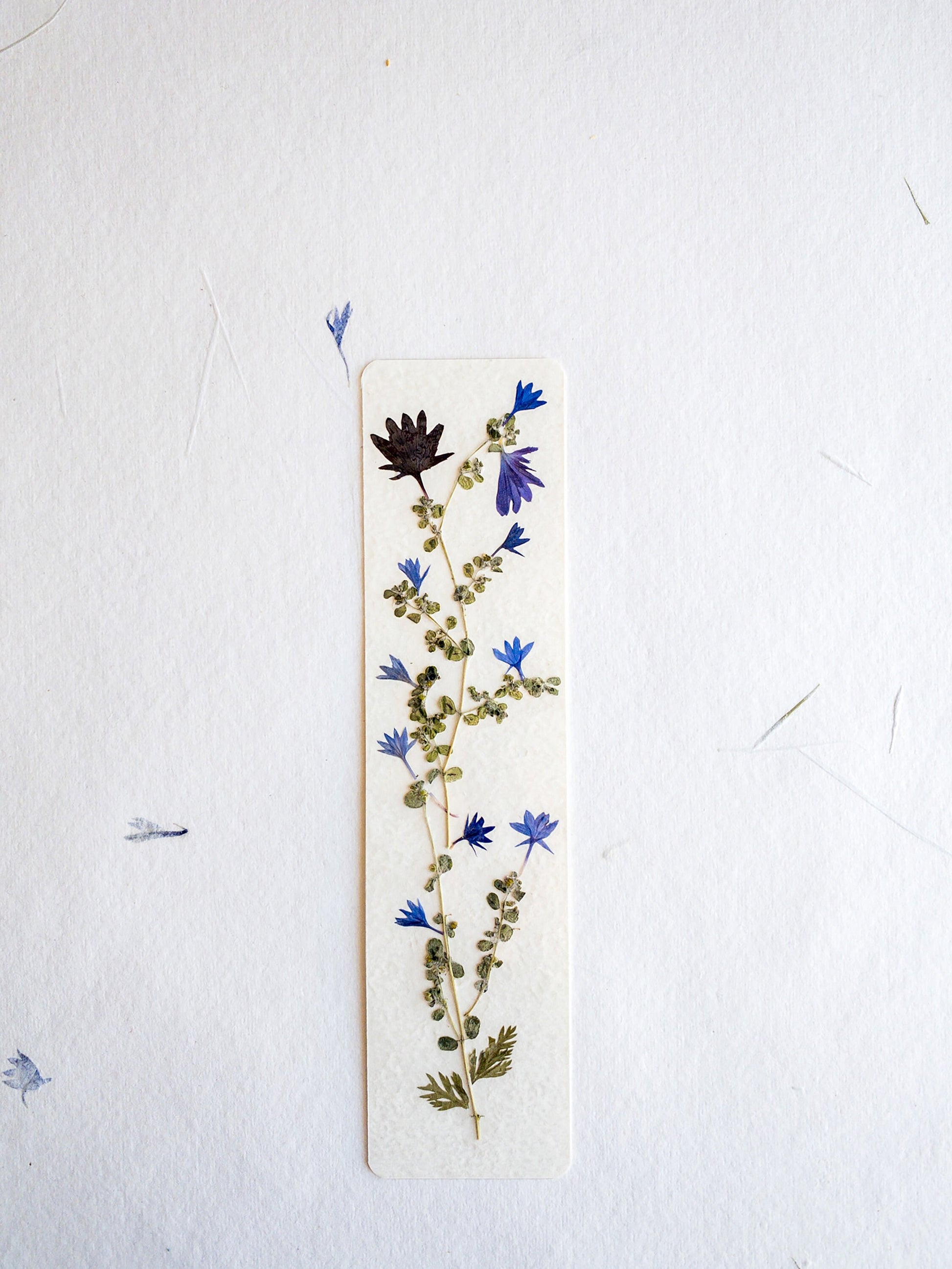 Pressed flower bookmark on handmade cotton paper, cornflower , handmade bookmark, gift, dried flower, fleur séchée , marque page Le Bleuet