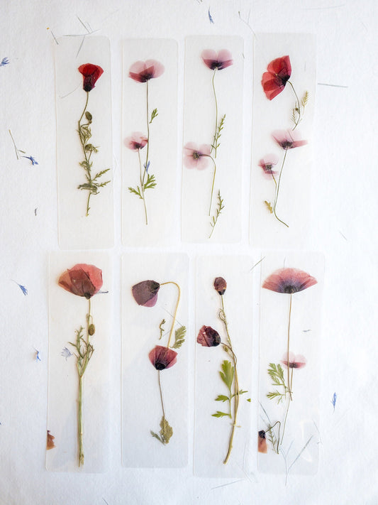 Poppy flower bookmark Pressed Flower bookmark TRANSPARENT , dried flower , gift, , fleur séchée, marque page poppy , marquepage coquelicot
