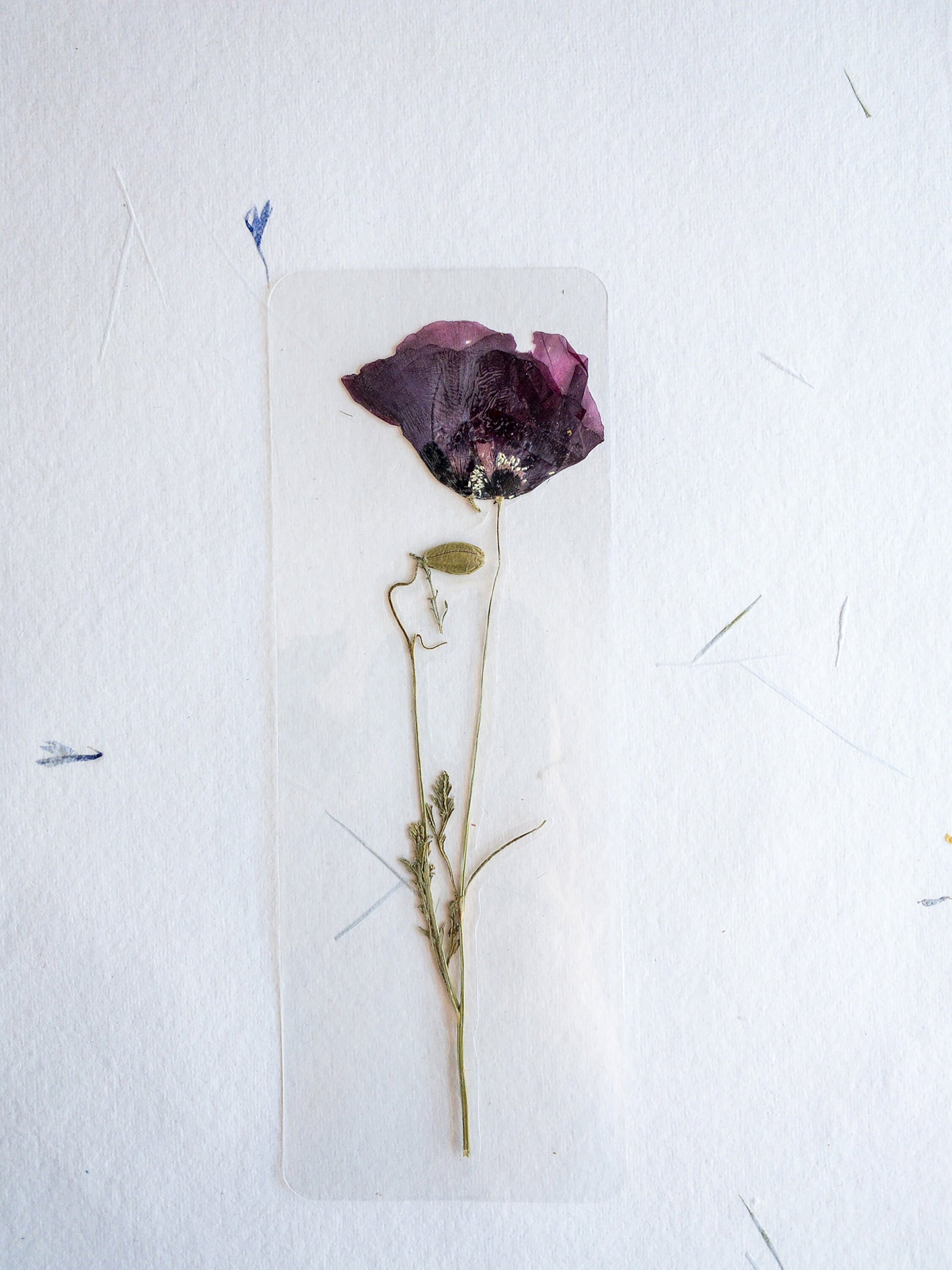 Pressed Flower bookmark TRANSPARENT , dried flower , gift, fleur, fleur séchée, marque page