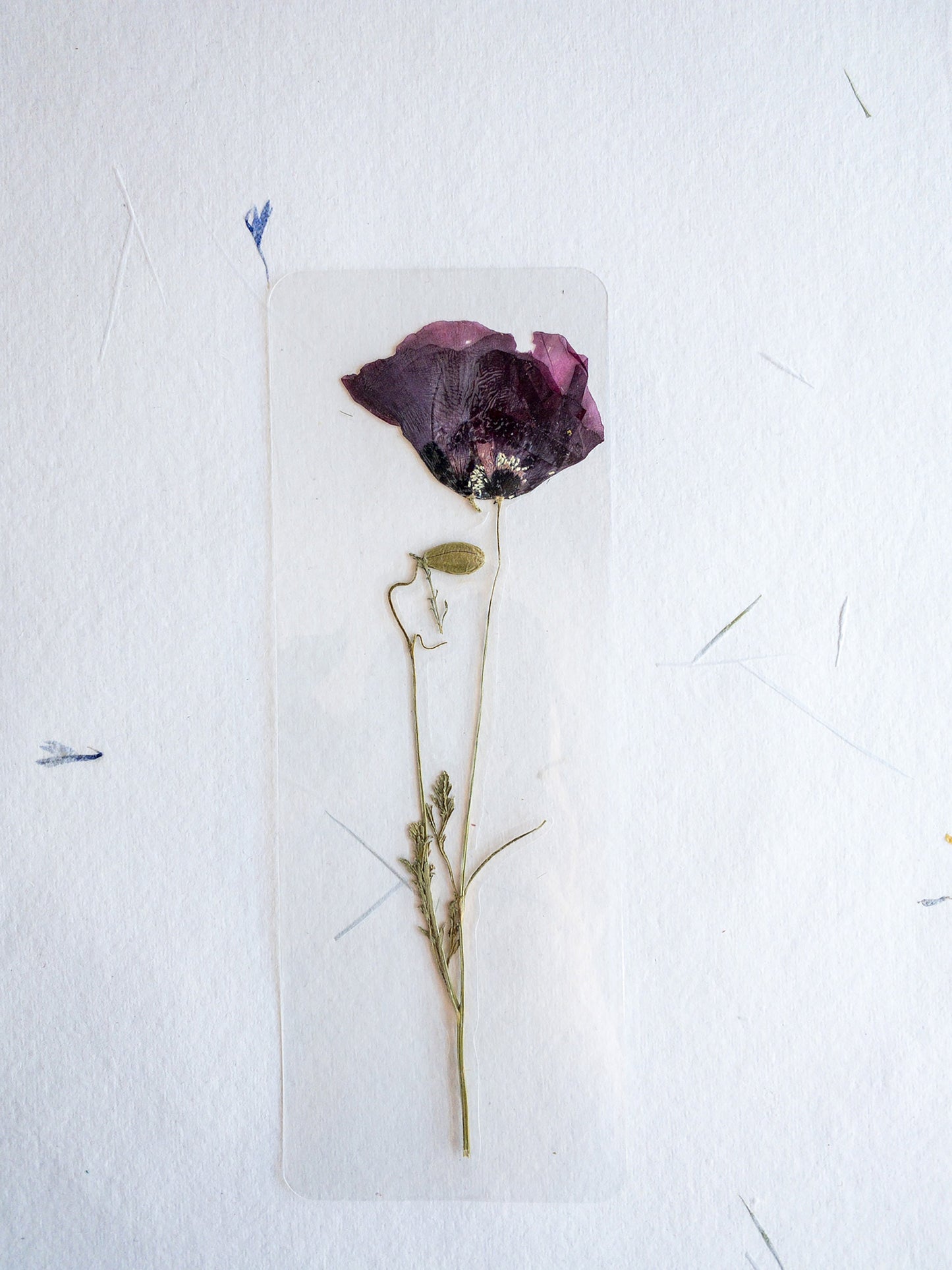 Pressed Flower bookmark TRANSPARENT , dried flower , gift, fleur, fleur séchée, marque page