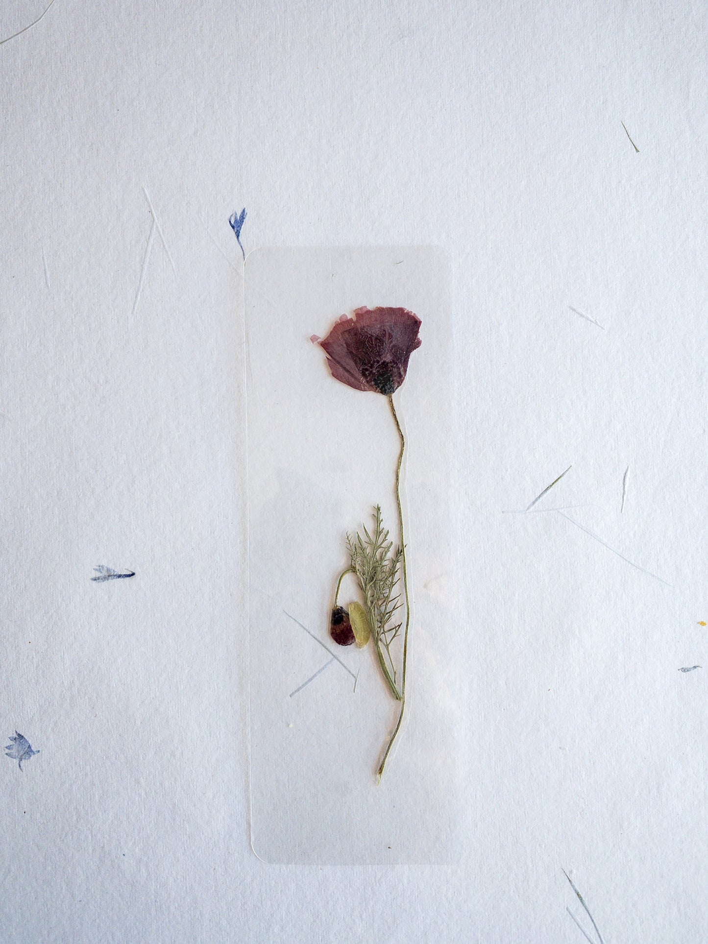 Pressed Flower bookmark TRANSPARENT , dried flower , gift, fleur, fleur séchée, marque page
