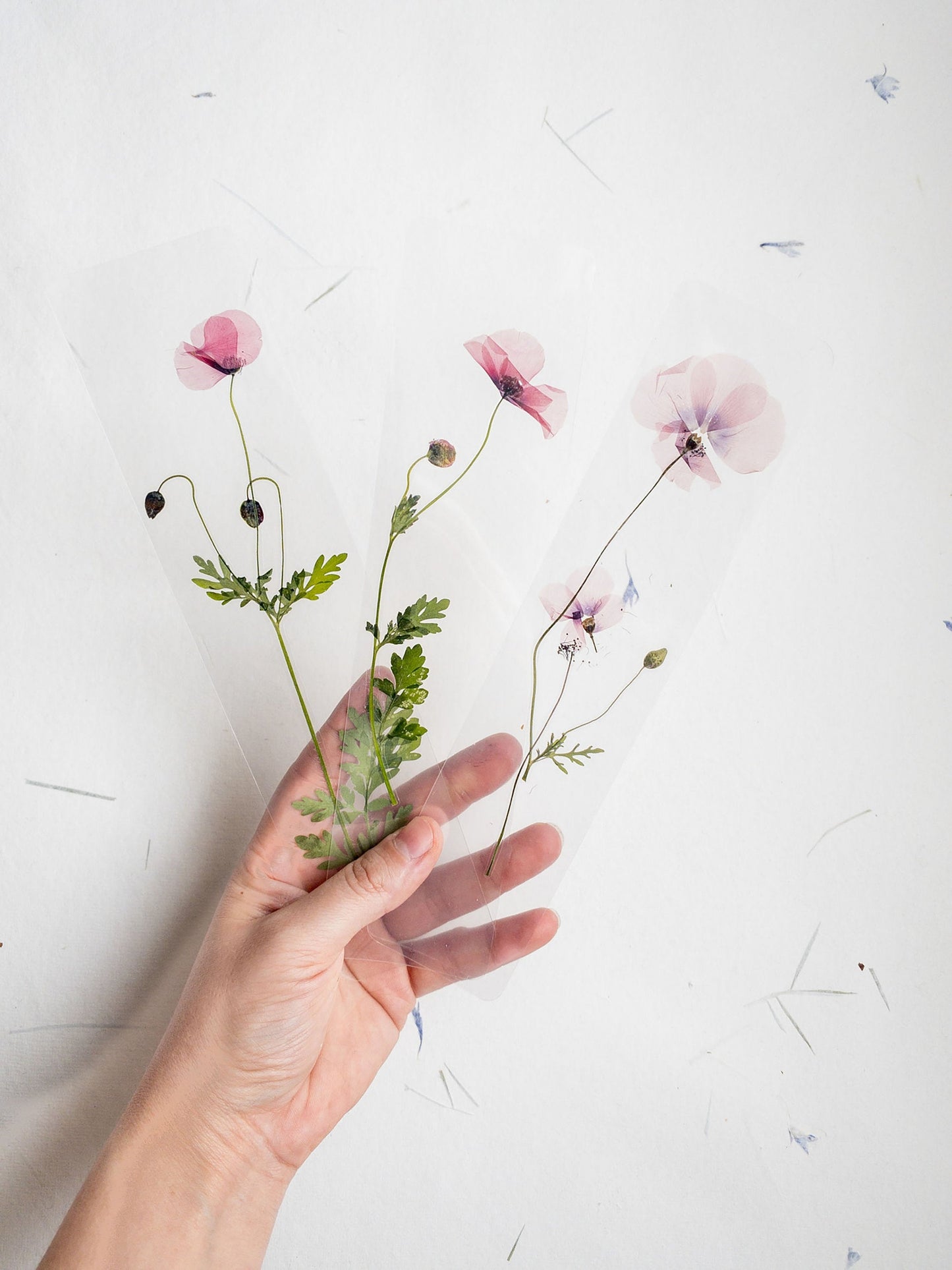 Pressed Flower bookmark TRANSPARENT , dried flower , gift, fleur, fleur séchée, marque page poppy coquelicot