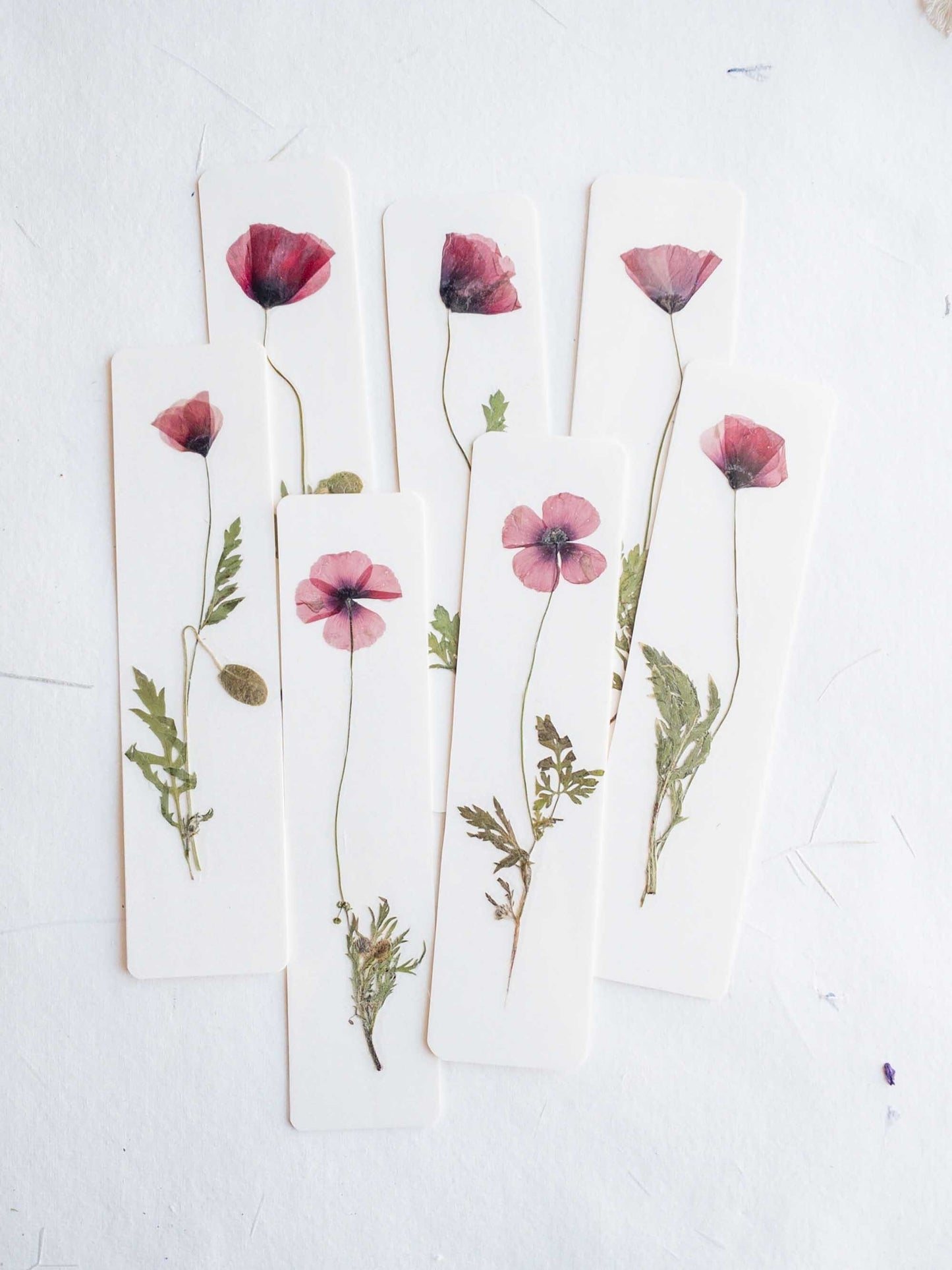 Common poppy bookmark Pressed Flower bookmark corn poppy , dried flower , gift, fleur, fleur séchée, marque page coquelicots