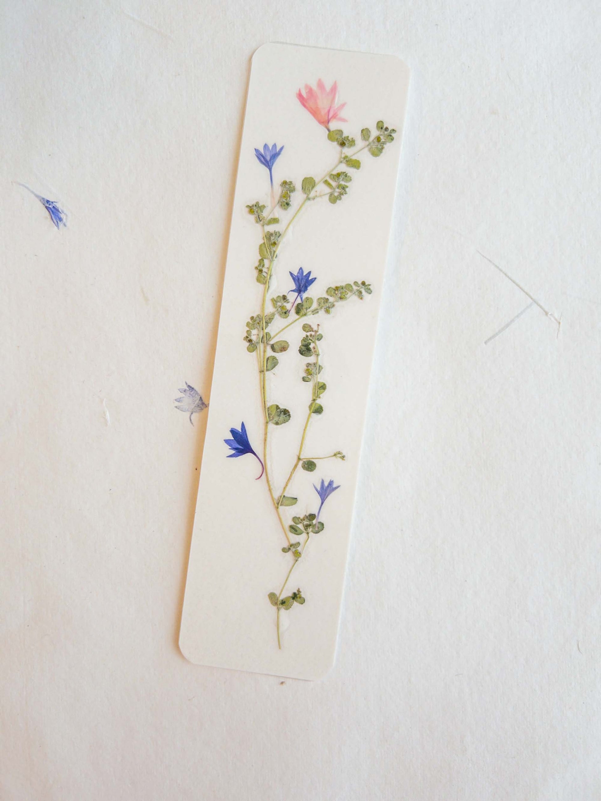 Pressed flower bookmark on handmade cotton paper, cornflower , handmade bookmark, gift, dried flower, fleur séchée , marque page Le Bleuet