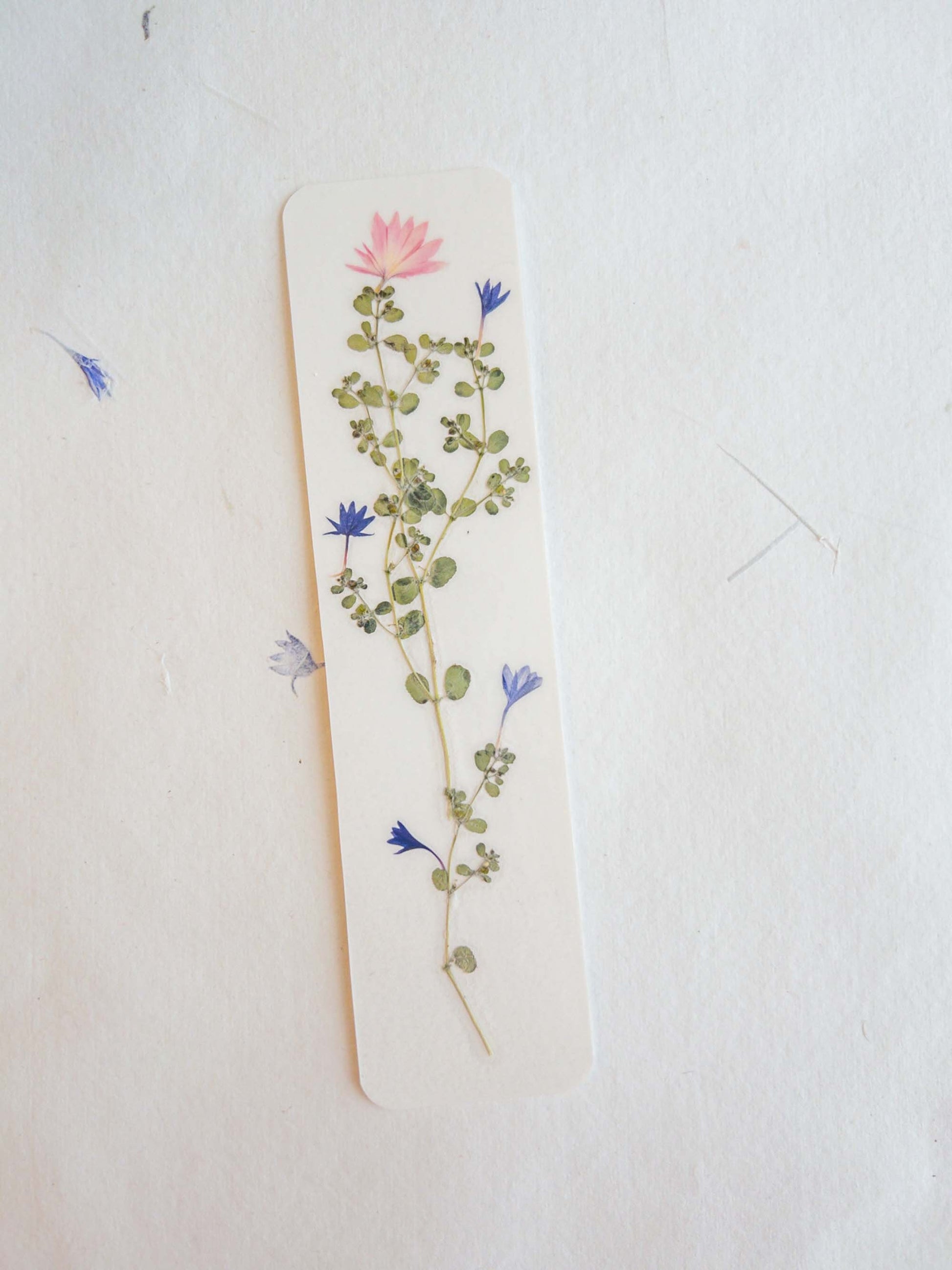 Pressed flower bookmark on handmade cotton paper, cornflower , handmade bookmark, gift, dried flower, fleur séchée , marque page Le Bleuet
