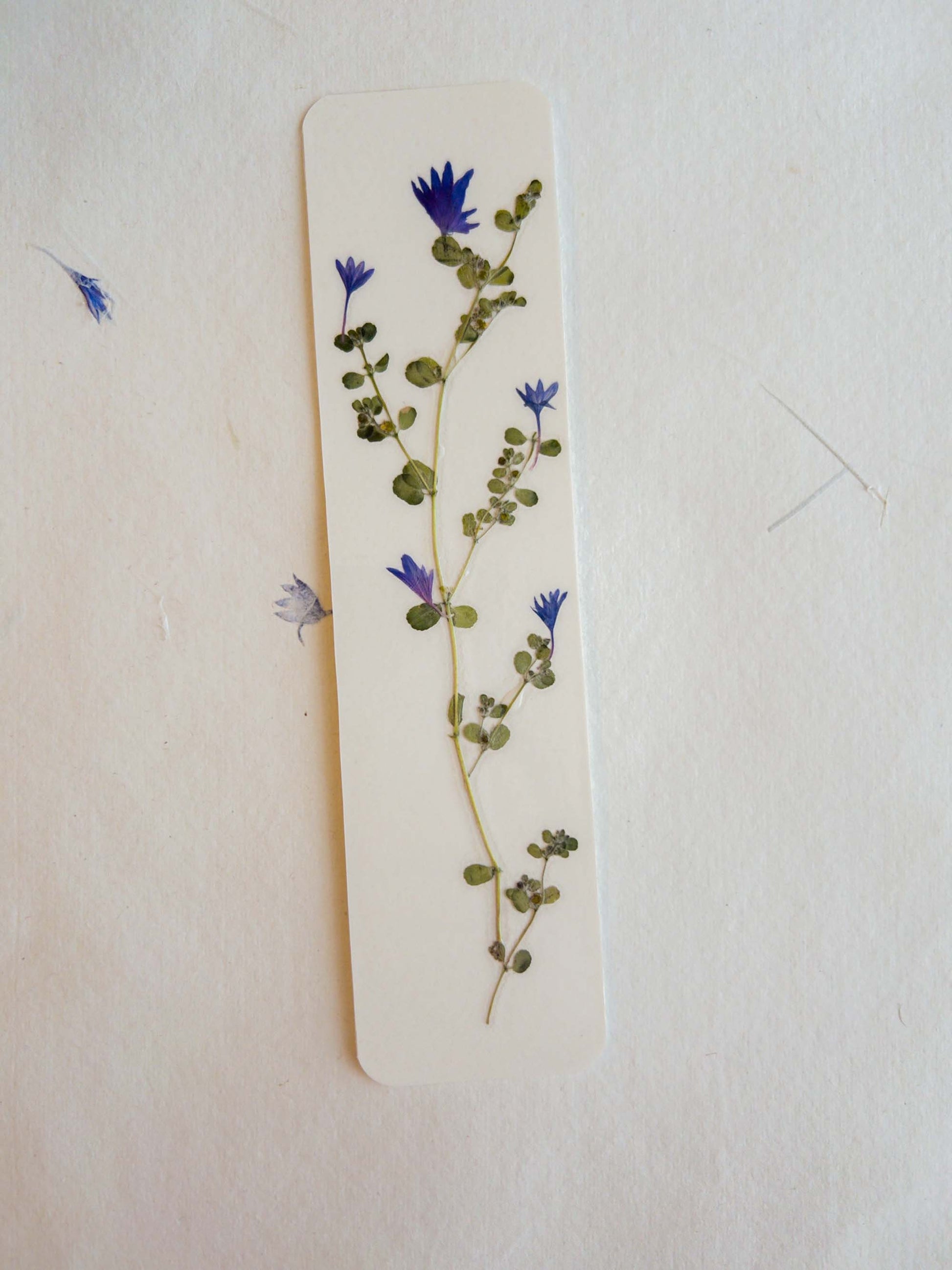 Pressed flower bookmark on handmade cotton paper, cornflower , handmade bookmark, gift, dried flower, fleur séchée , marque page Le Bleuet