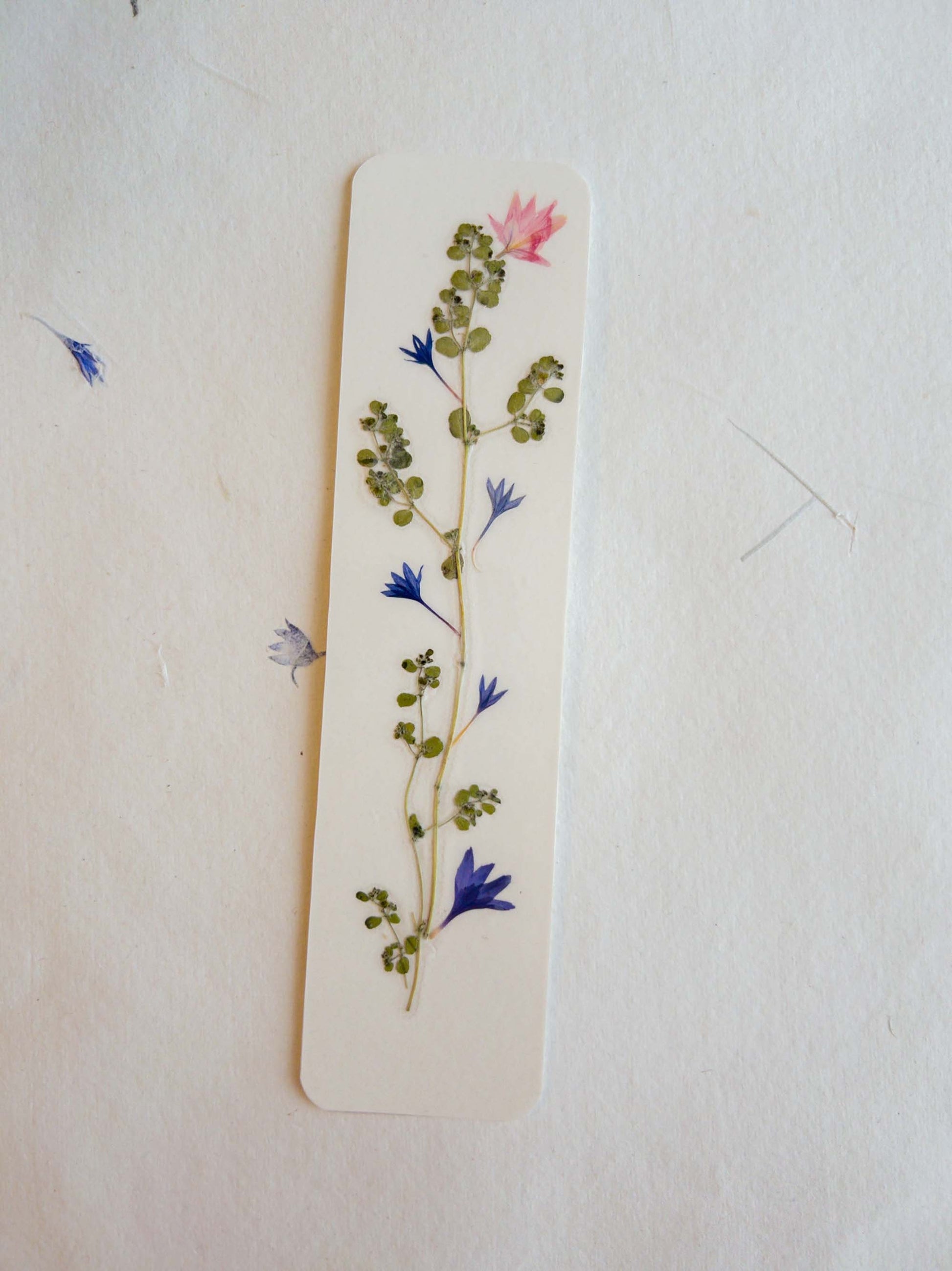 Pressed flower bookmark on handmade cotton paper, cornflower , handmade bookmark, gift, dried flower, fleur séchée , marque page Le Bleuet