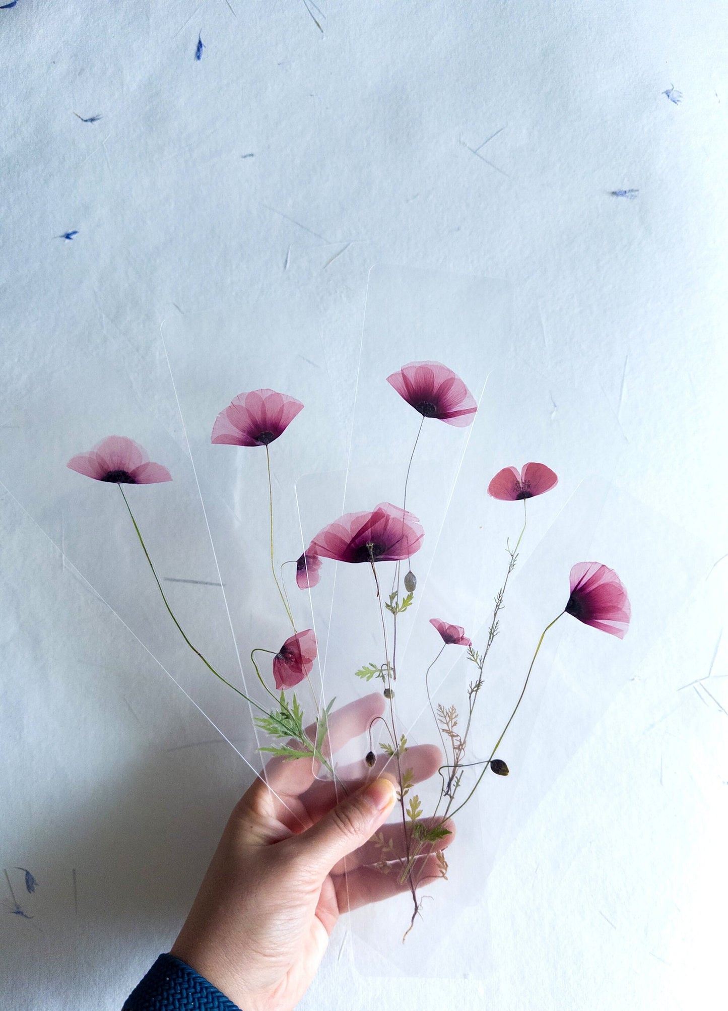 Poppy Pressed Flower bookmark TRANSPARENT , dried flower , gift, fleur, fleur séchée, marque page