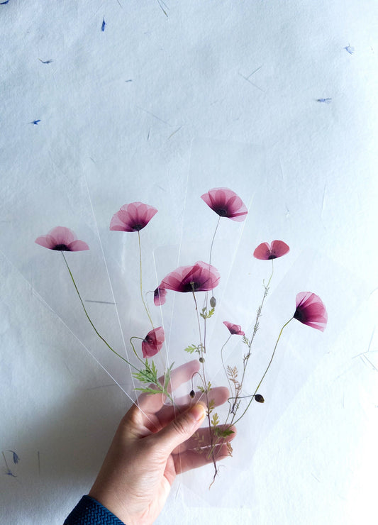 Poppy Pressed Flower bookmark TRANSPARENT , dried flower , gift, fleur, fleur séchée, marque page