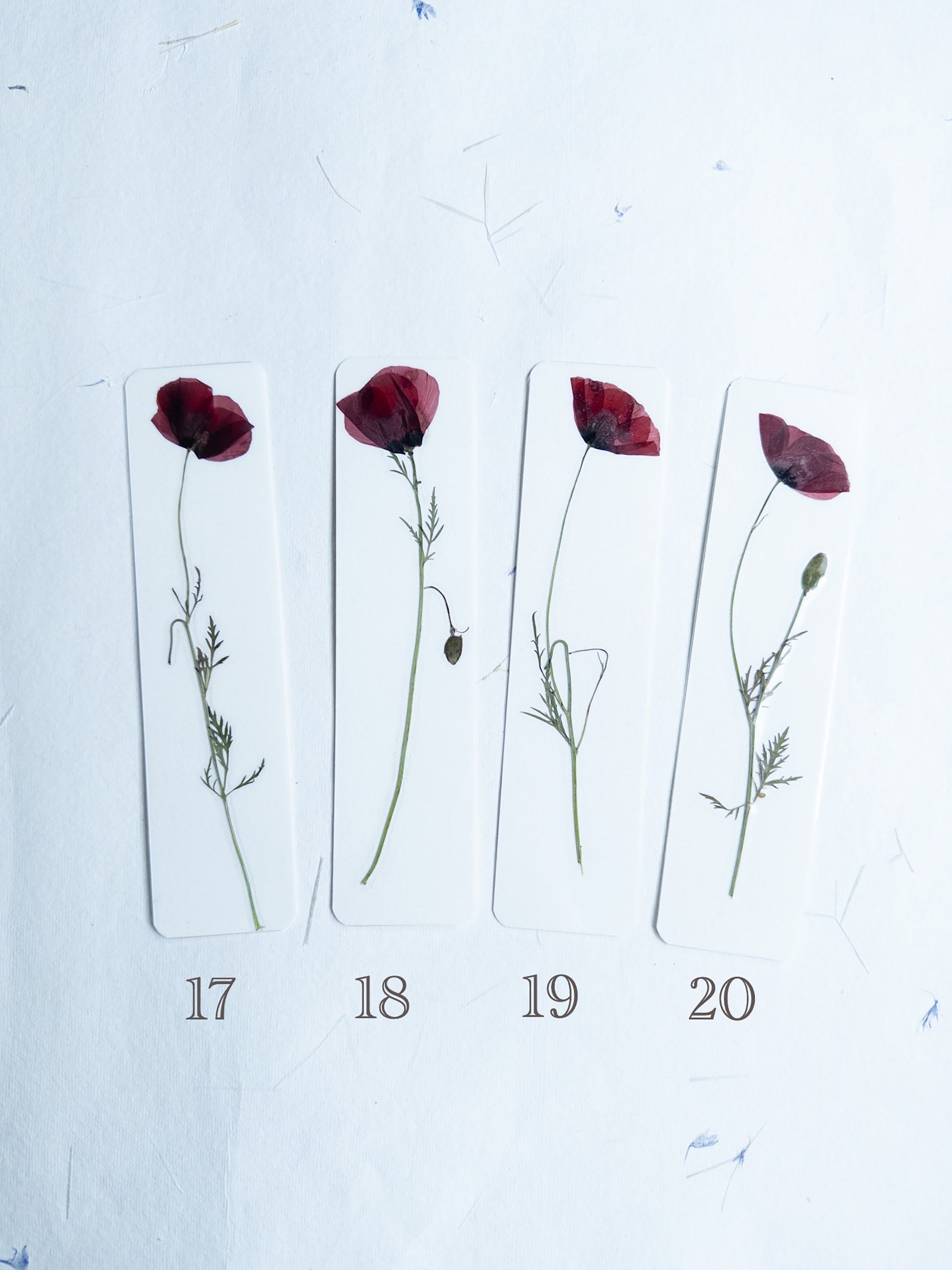 Pressed Flower bookmark corn poppy , dried flower , gift, fleur, fleur séchée, marque page coquelicots