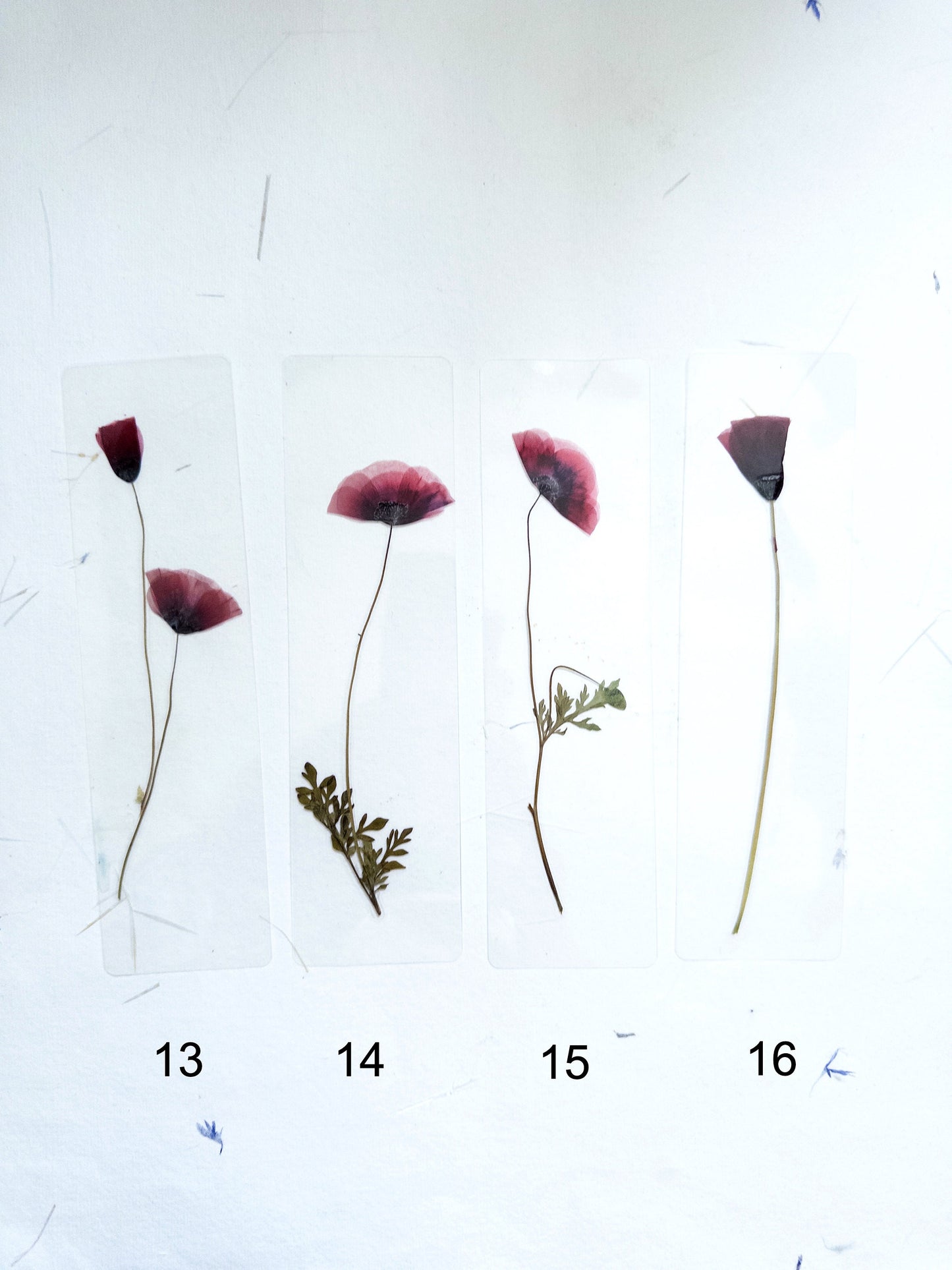 Poppy Pressed Flower bookmark TRANSPARENT , dried flower , gift, fleur, fleur séchée, marque page