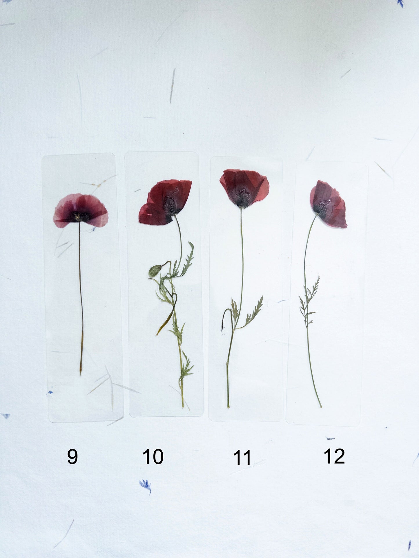 Poppy Pressed Flower bookmark TRANSPARENT , dried flower , gift, fleur, fleur séchée, marque page