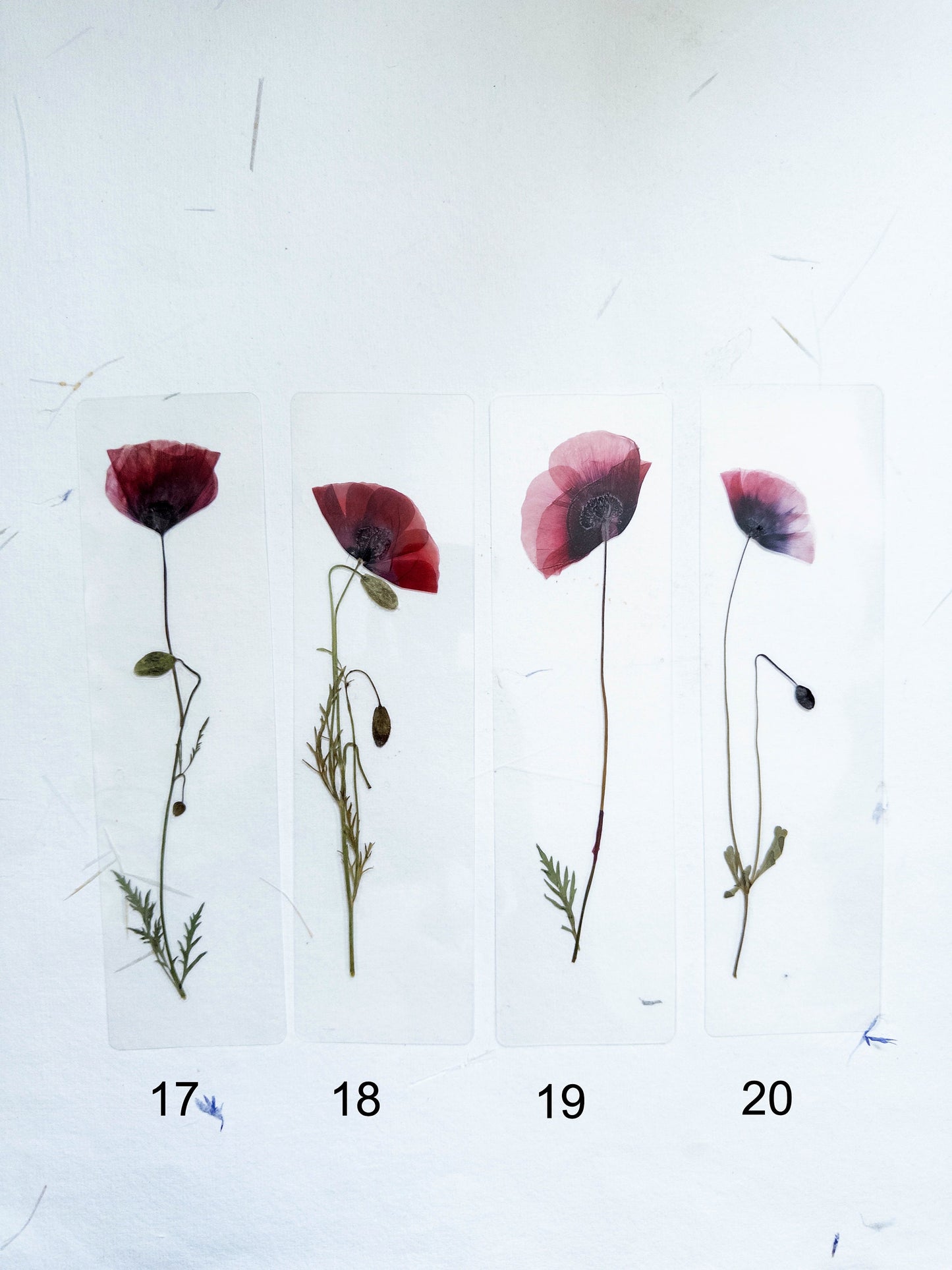 Poppy Pressed Flower bookmark TRANSPARENT , dried flower , gift, fleur, fleur séchée, marque page