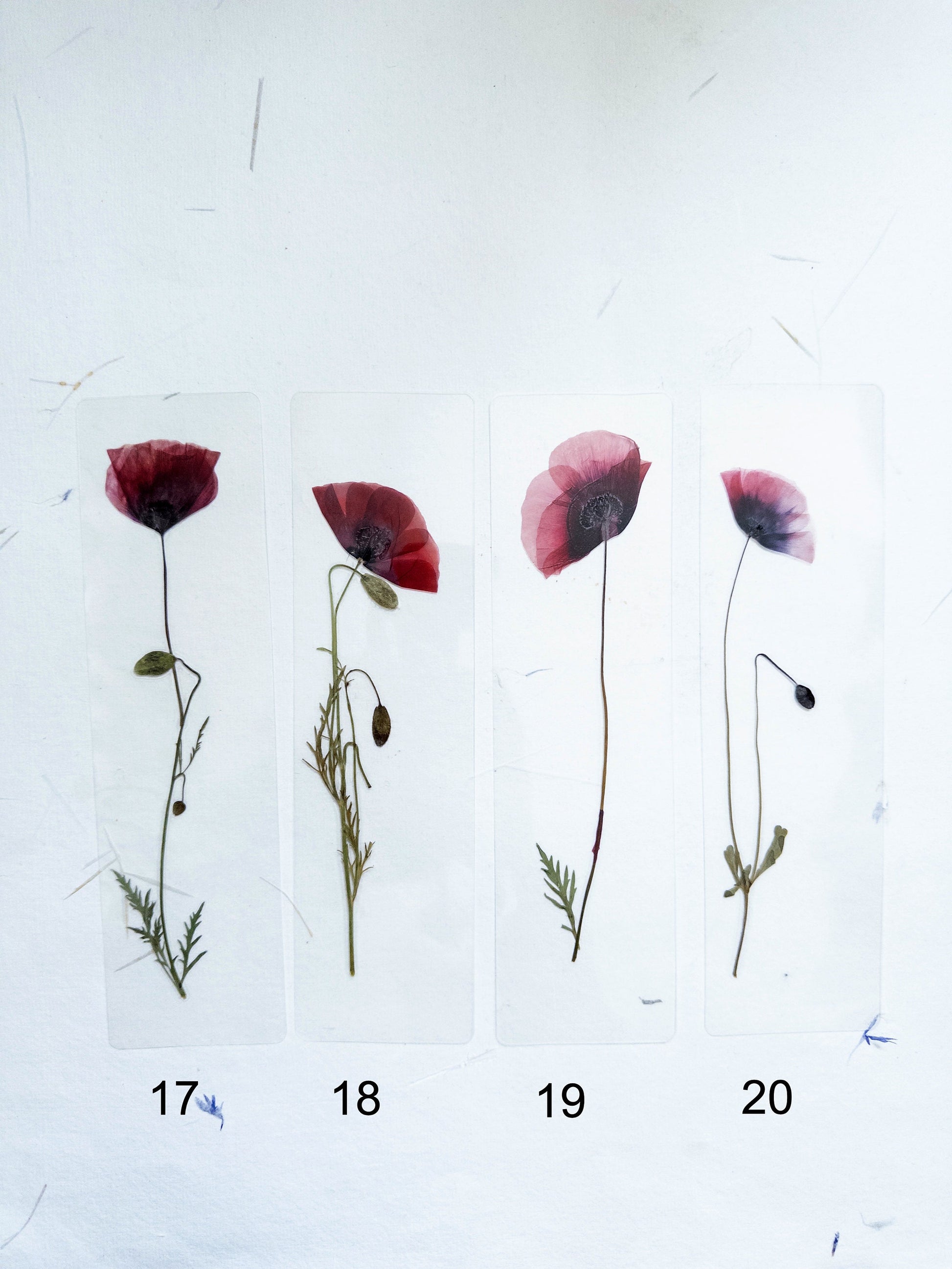 Poppy Pressed Flower bookmark TRANSPARENT , dried flower , gift, fleur, fleur séchée, marque page