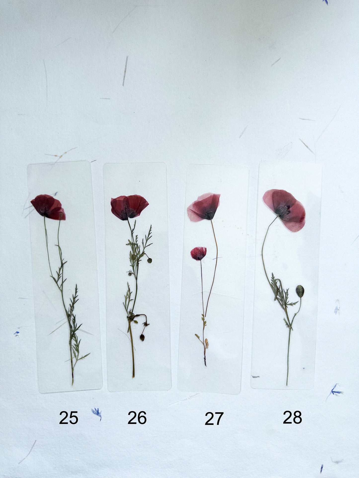 Poppy Pressed Flower bookmark TRANSPARENT , dried flower , gift, fleur, fleur séchée, marque page