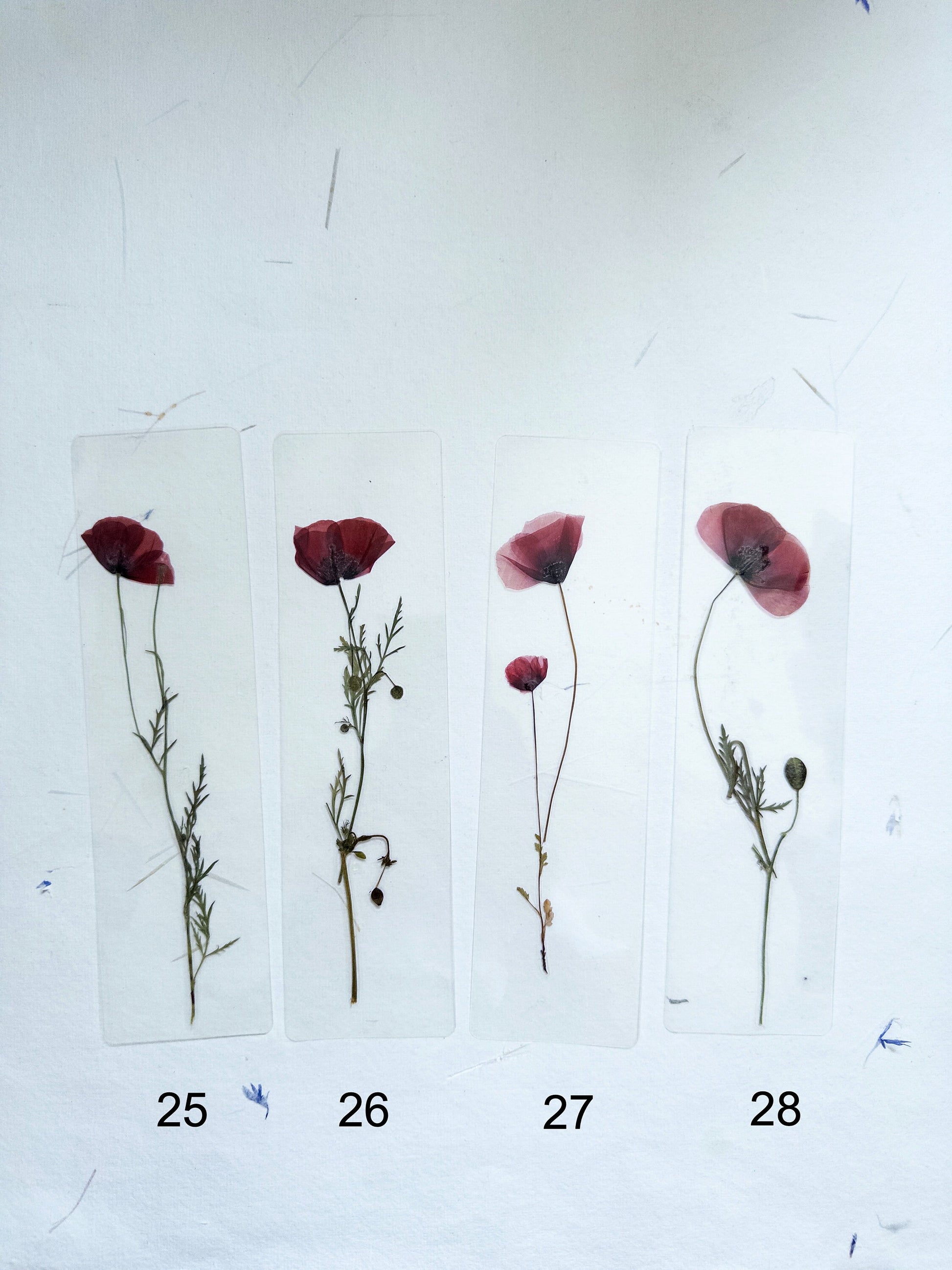 Poppy Pressed Flower bookmark TRANSPARENT , dried flower , gift, fleur, fleur séchée, marque page