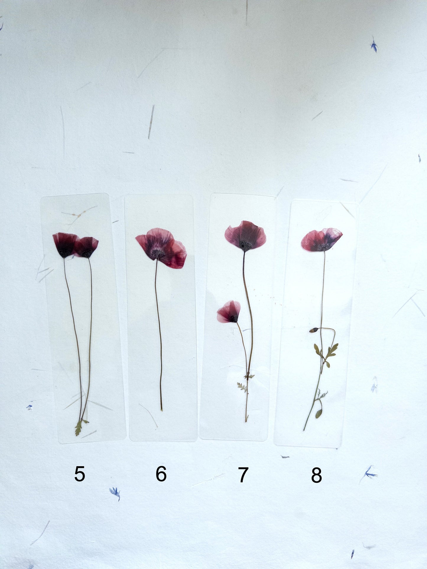 Poppy Pressed Flower bookmark TRANSPARENT , dried flower , gift, fleur, fleur séchée, marque page