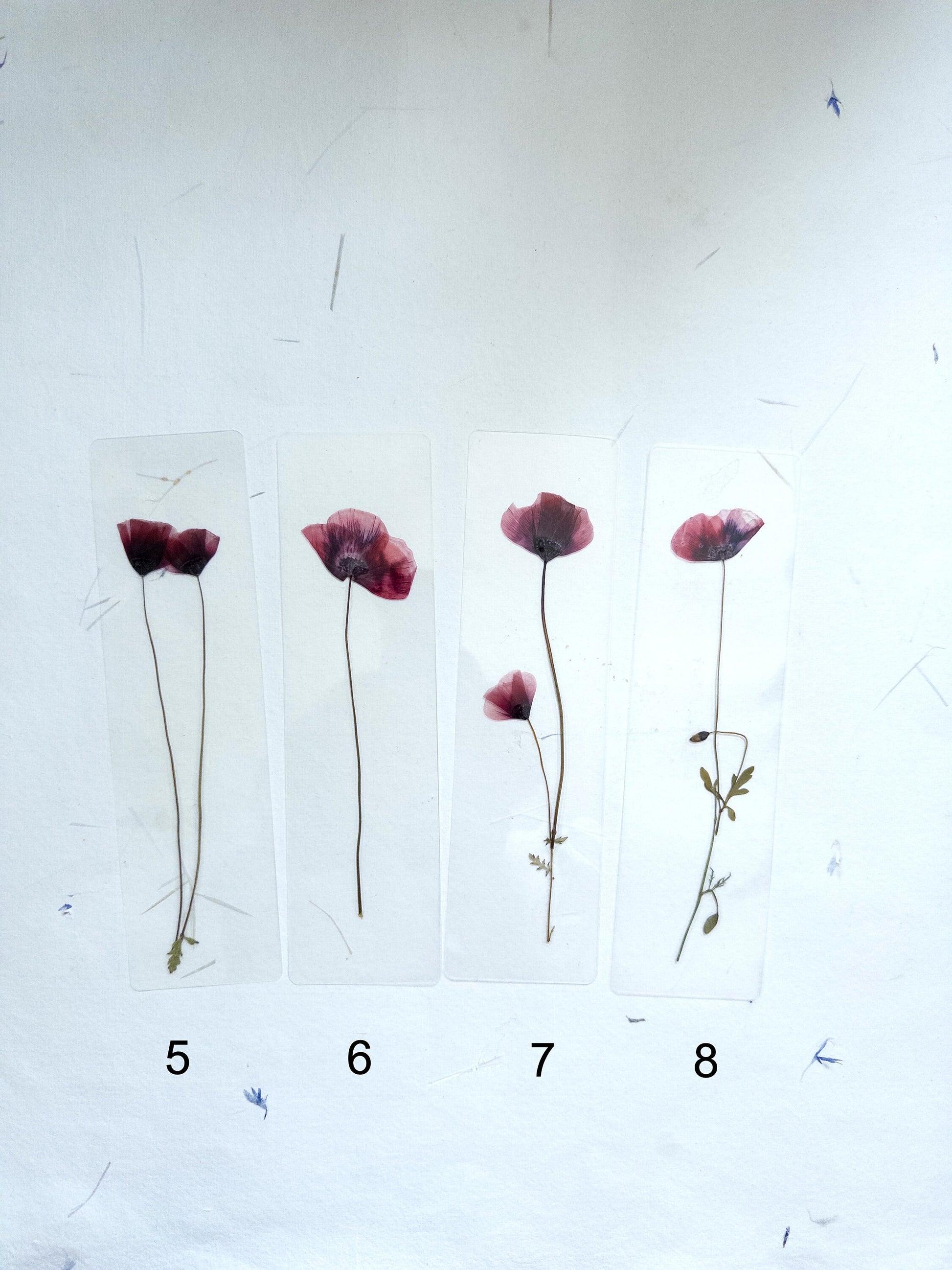 Poppy Pressed Flower bookmark TRANSPARENT , dried flower , gift, fleur, fleur séchée, marque page