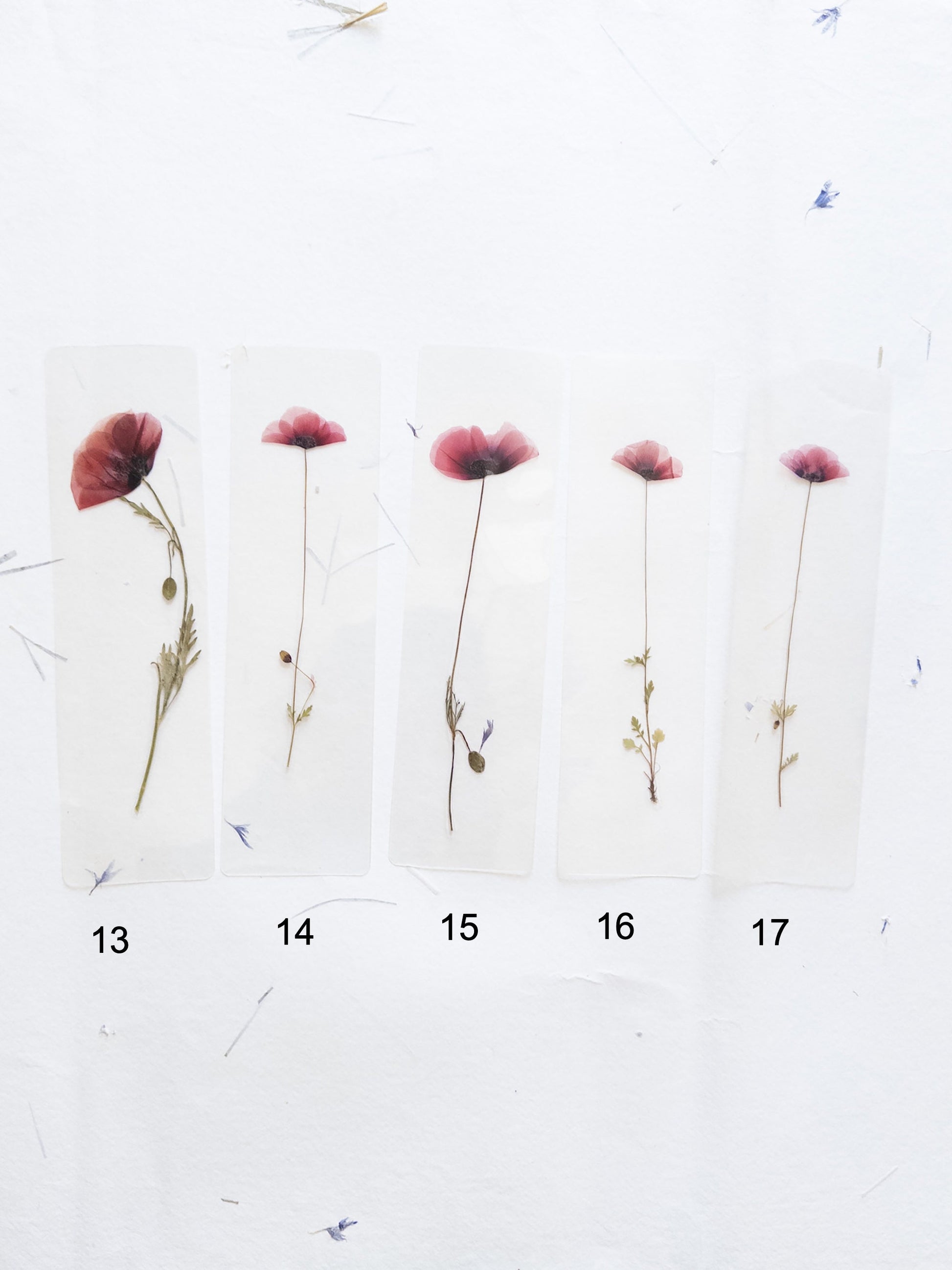 Poppy flower bookmark Pressed Flower bookmark TRANSPARENT , dried flower , gift, , fleur séchée, marque page poppy , marquepage coquelicot