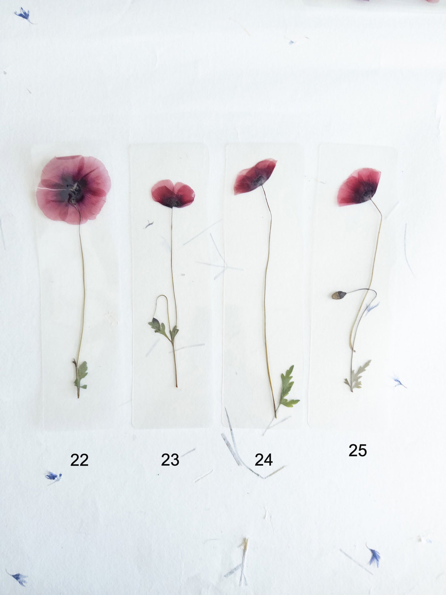 Poppy flower bookmark Pressed Flower bookmark TRANSPARENT , dried flower , gift, , fleur séchée, marque page poppy , marquepage coquelicot