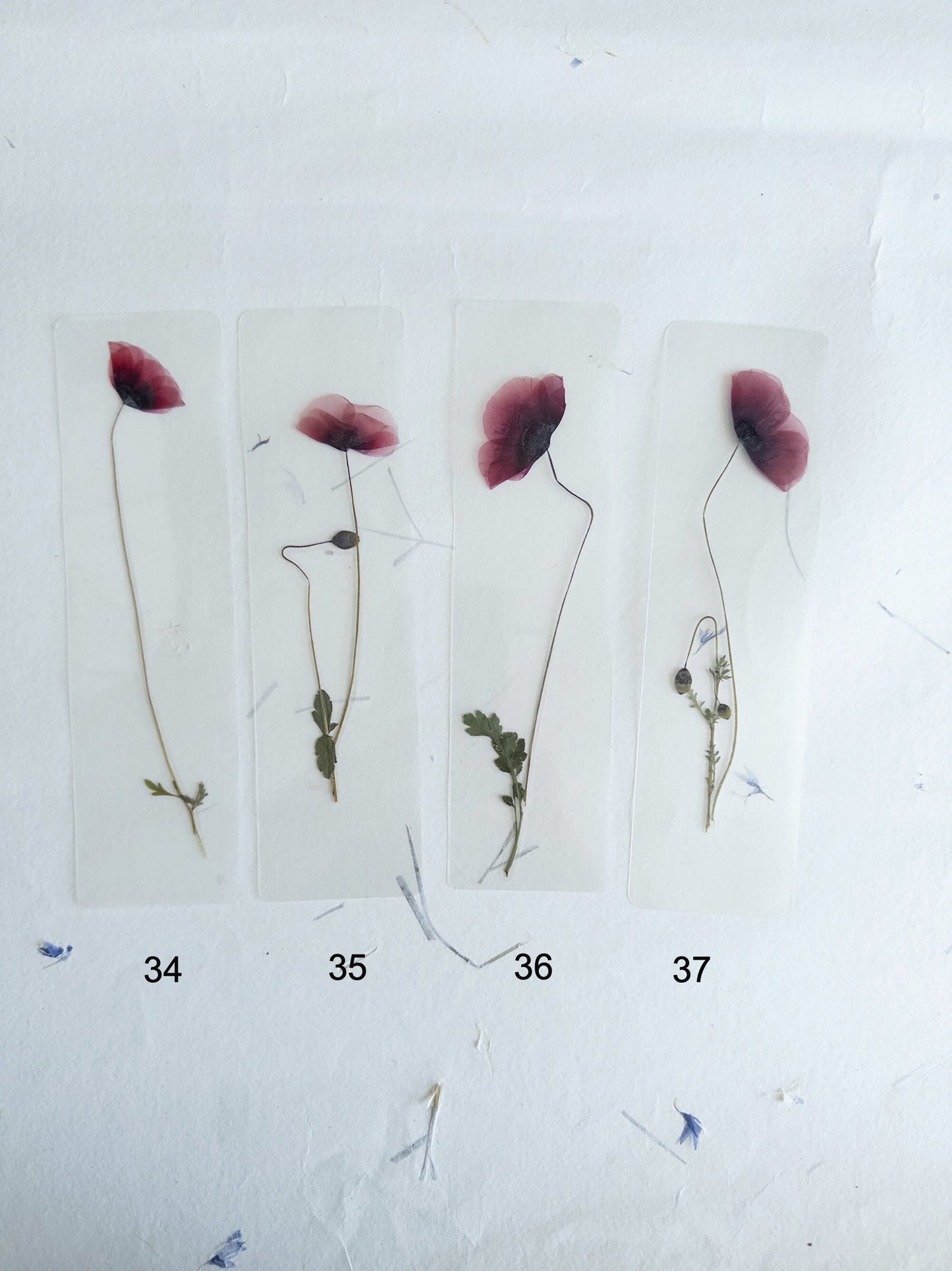 Poppy flower bookmark Pressed Flower bookmark TRANSPARENT , dried flower , gift, , fleur séchée, marque page poppy , marquepage coquelicot
