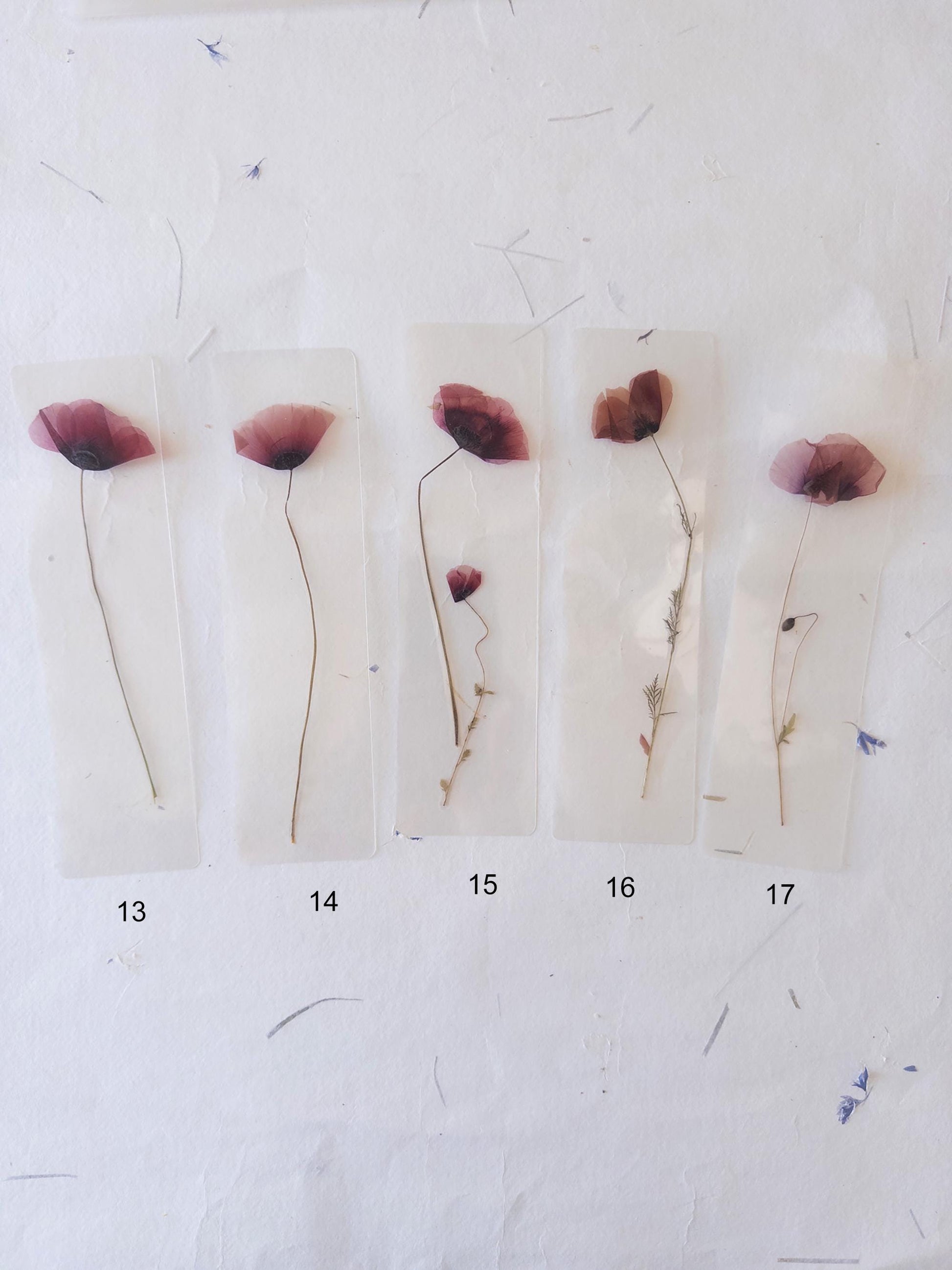 Poppy flower bookmark Pressed Flower bookmark TRANSPARENT , dried flower , gift, , fleur séchée, marque page poppy , marquepage coquelicot