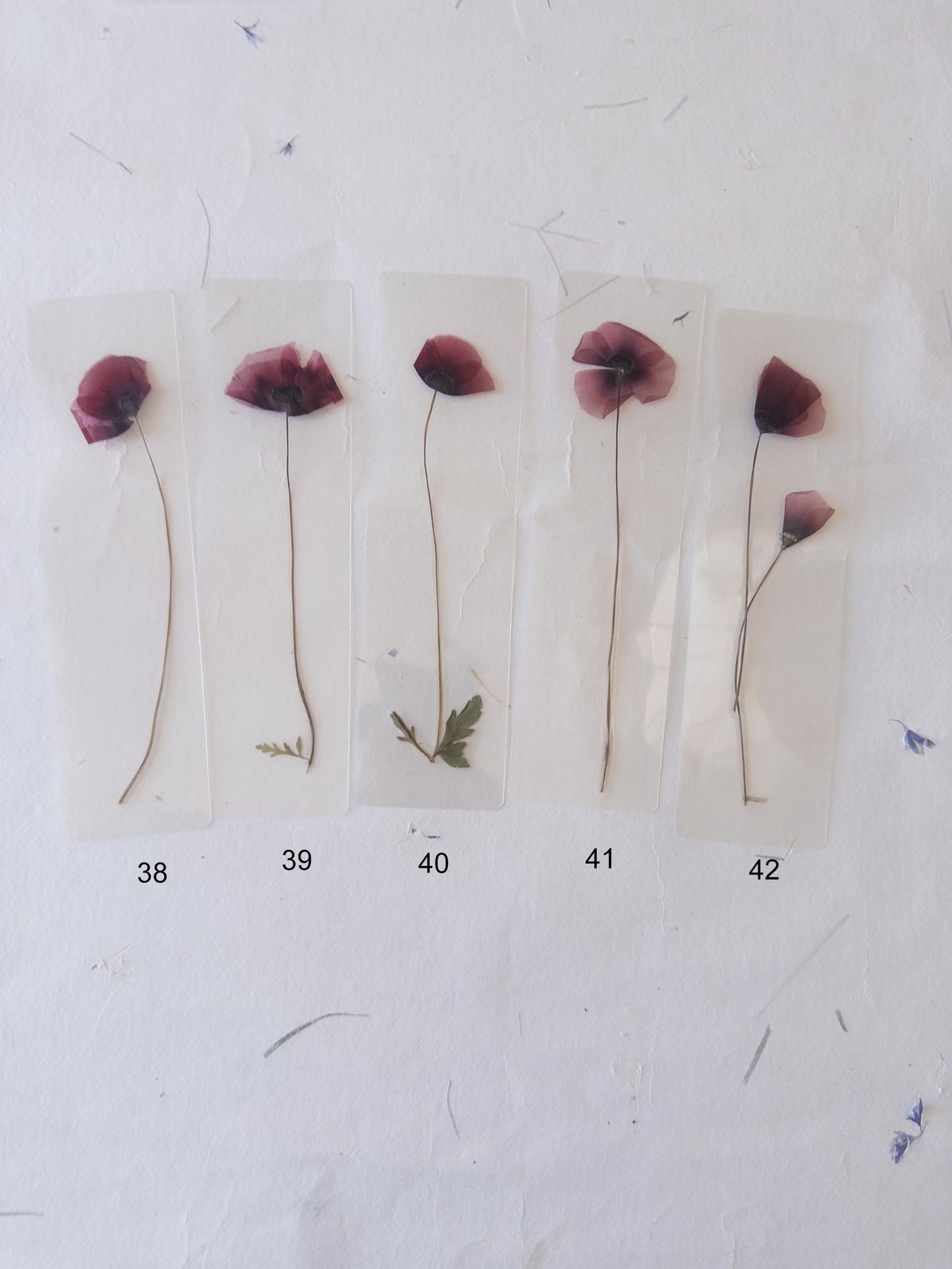 Poppy flower bookmark Pressed Flower bookmark TRANSPARENT , dried flower , gift, , fleur séchée, marque page poppy , marquepage coquelicot