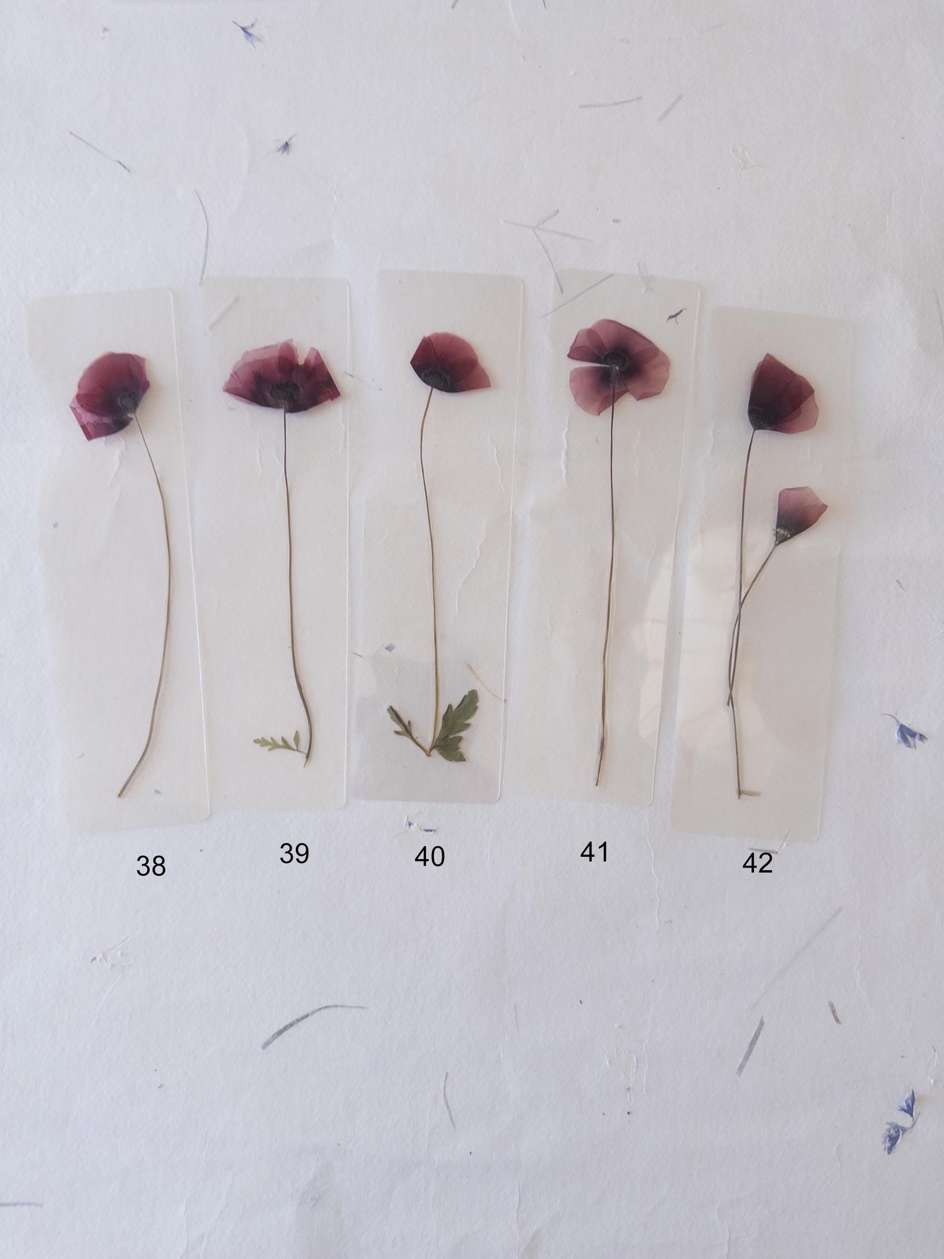 Poppy flower bookmark Pressed Flower bookmark TRANSPARENT , dried flower , gift, , fleur séchée, marque page poppy , marquepage coquelicot
