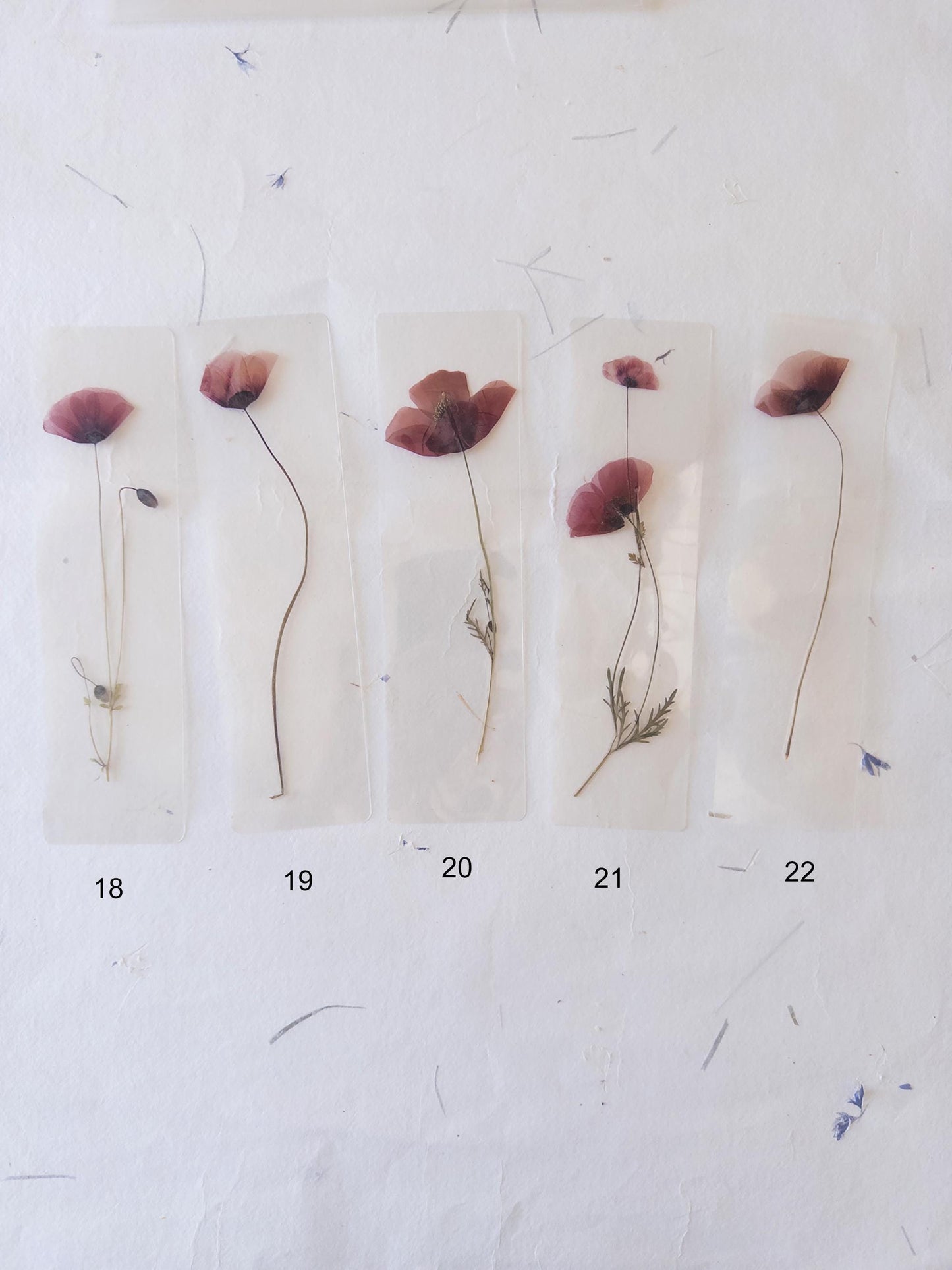 Poppy flower bookmark Pressed Flower bookmark TRANSPARENT , dried flower , gift, , fleur séchée, marque page poppy , marquepage coquelicot