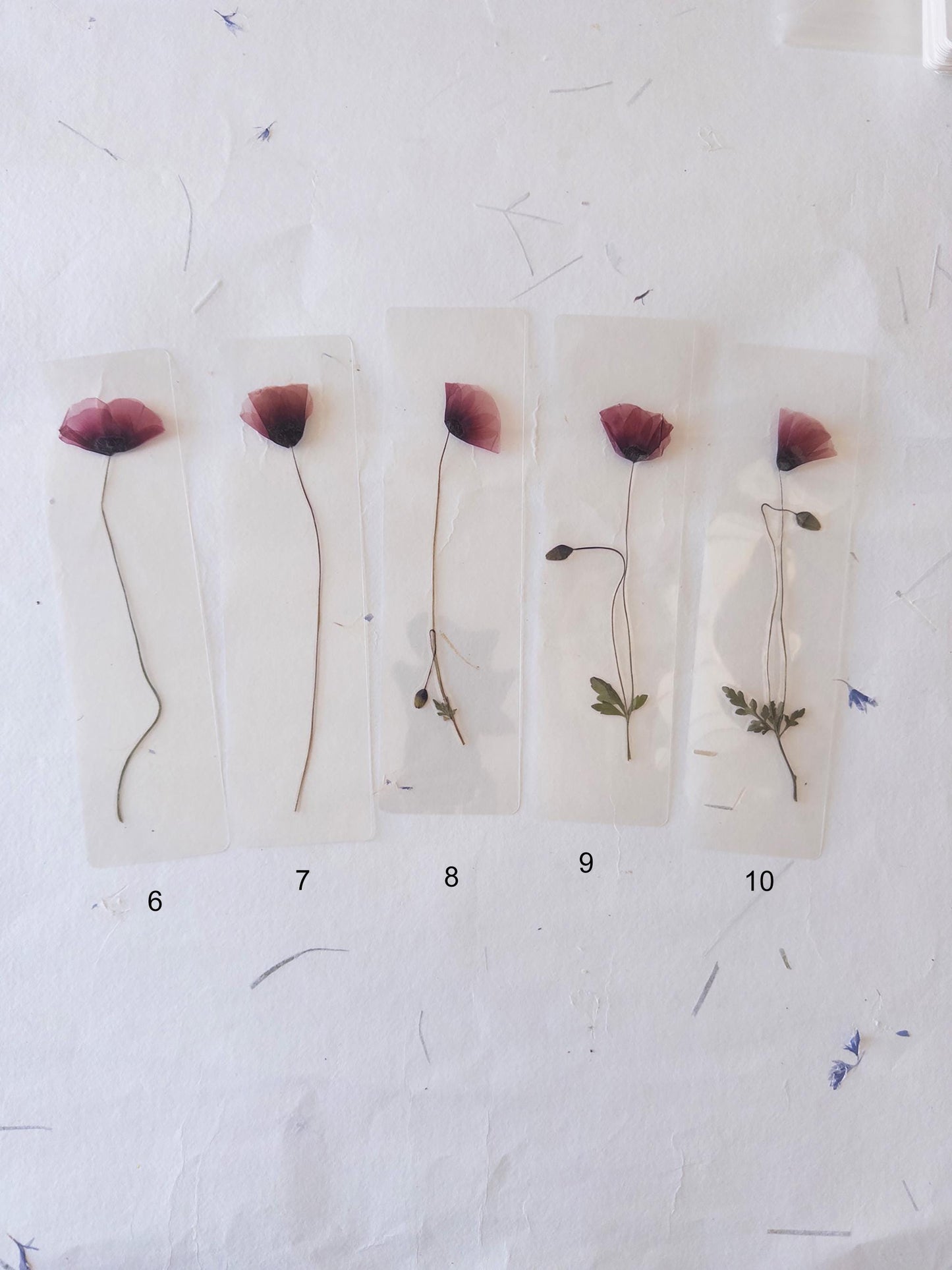 Poppy flower bookmark Pressed Flower bookmark TRANSPARENT , dried flower , gift, , fleur séchée, marque page poppy , marquepage coquelicot