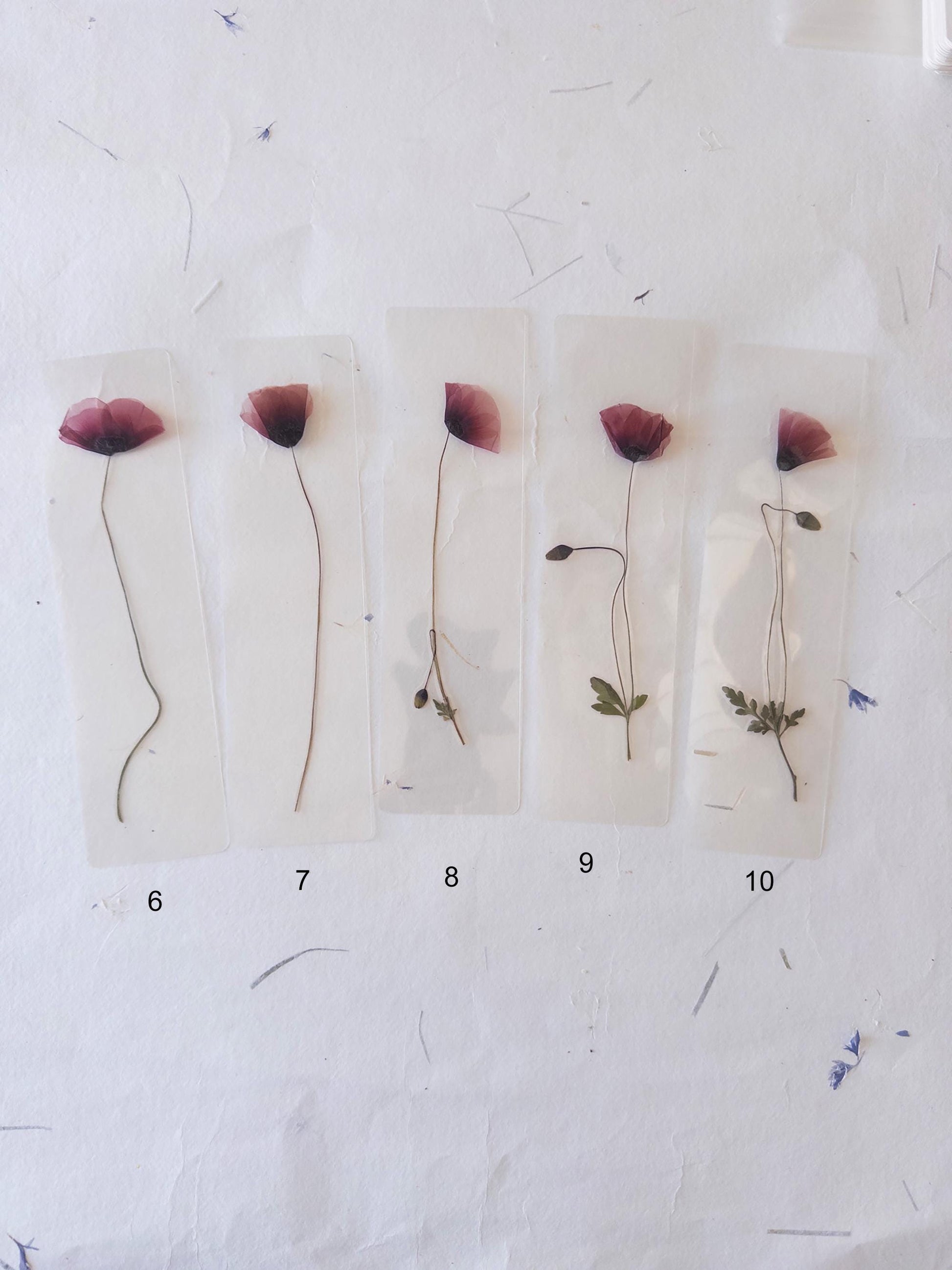 Poppy flower bookmark Pressed Flower bookmark TRANSPARENT , dried flower , gift, , fleur séchée, marque page poppy , marquepage coquelicot