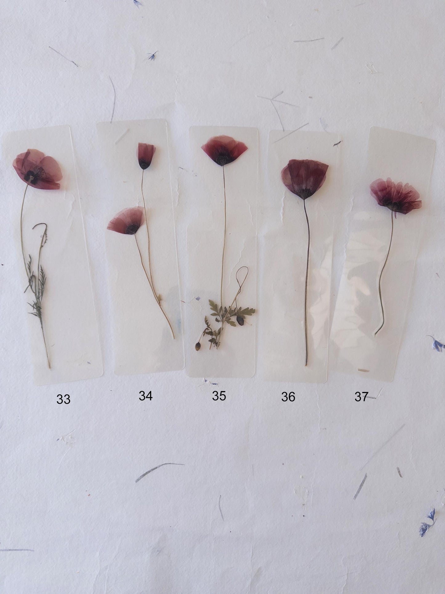Poppy flower bookmark Pressed Flower bookmark TRANSPARENT , dried flower , gift, , fleur séchée, marque page poppy , marquepage coquelicot