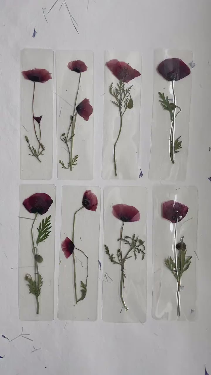 Poppy Pressed Flower bookmark TRANSPARENT , dried flower , gift, fleur, fleur séchée, marque page