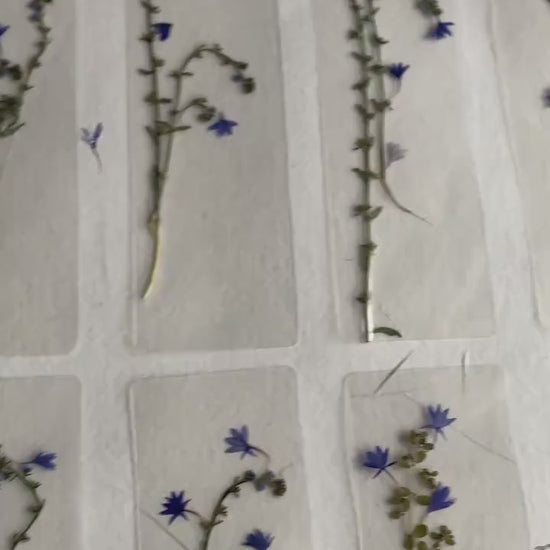 Pressed flower bookmark on handmade cotton paper, cornflower , handmade bookmark, gift, dried flower, fleur séchée , marque page Le Bleuet
