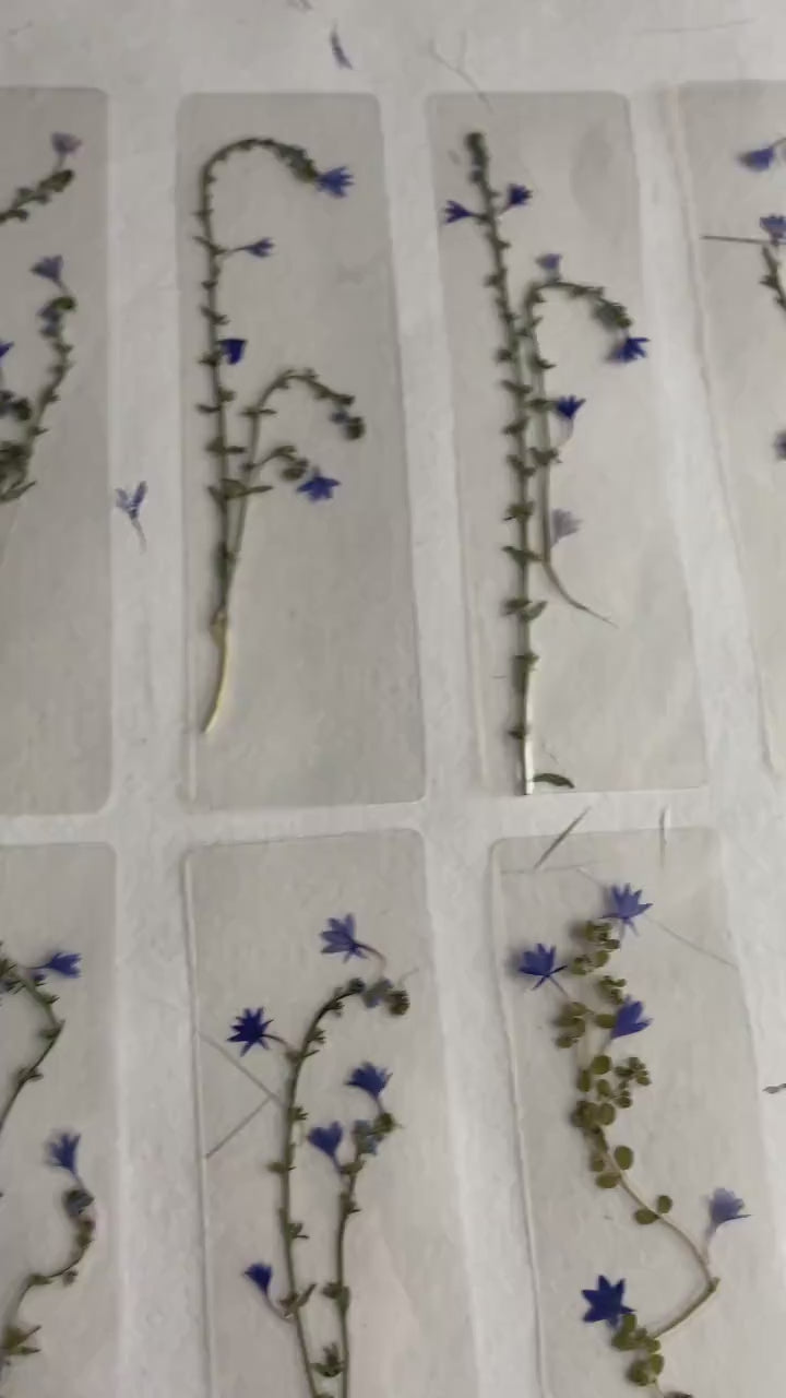 Pressed flower bookmark on handmade cotton paper, cornflower , handmade bookmark, gift, dried flower, fleur séchée , marque page Le Bleuet